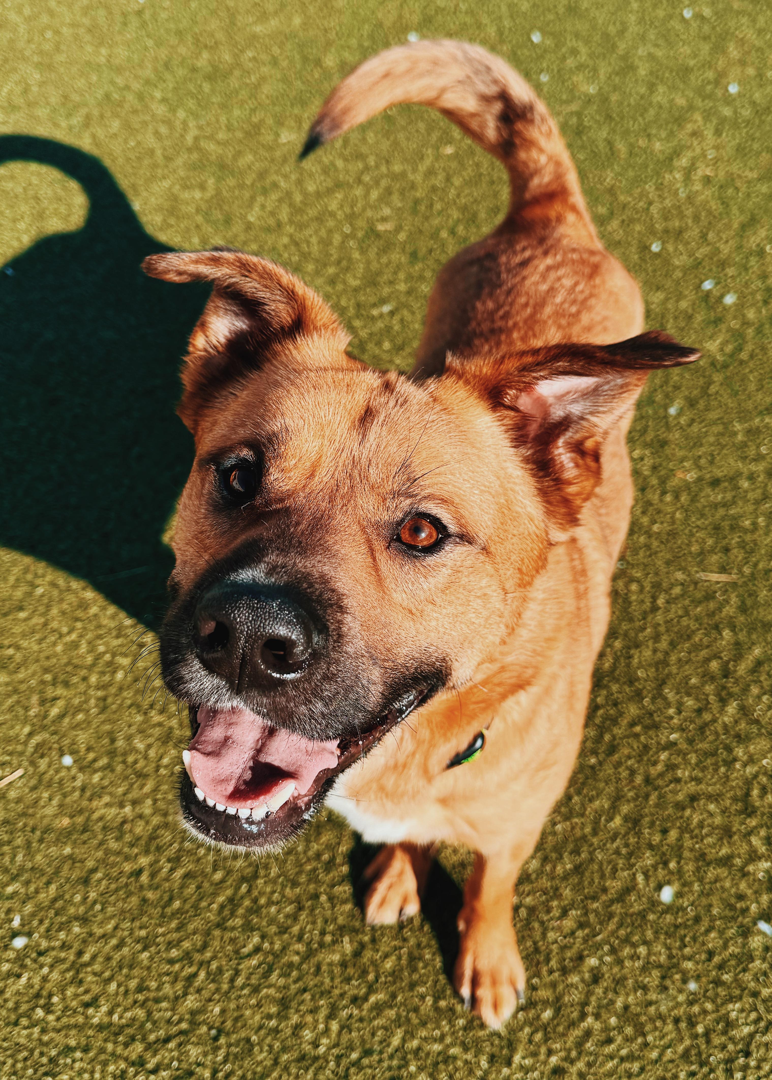 Enlarge Lucas, a ADOPTABLE mixed breed in Hays, KS image 2/6