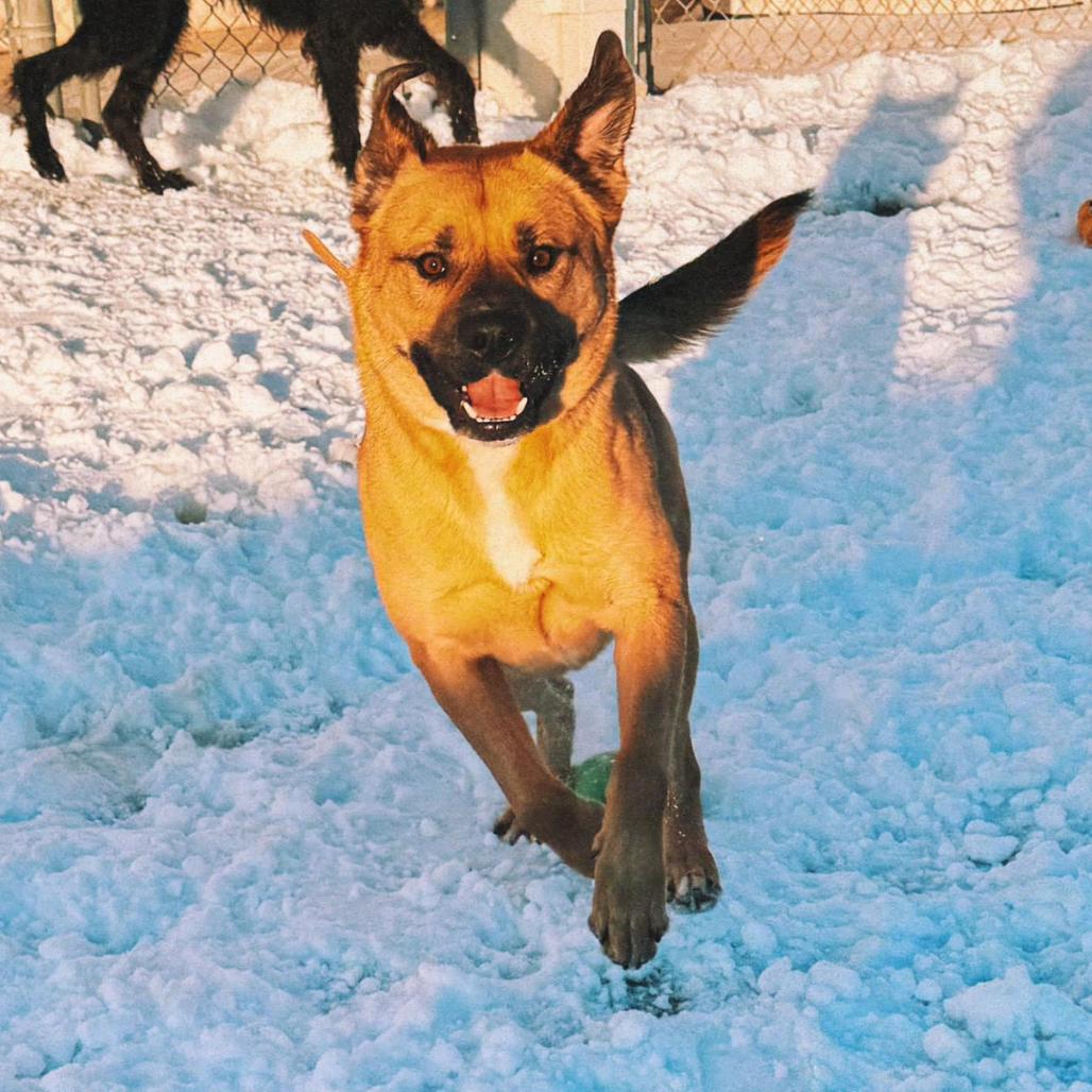 Lucas, ADOPTABLE, Adult Male Shepherd & Black Mouth Cur.