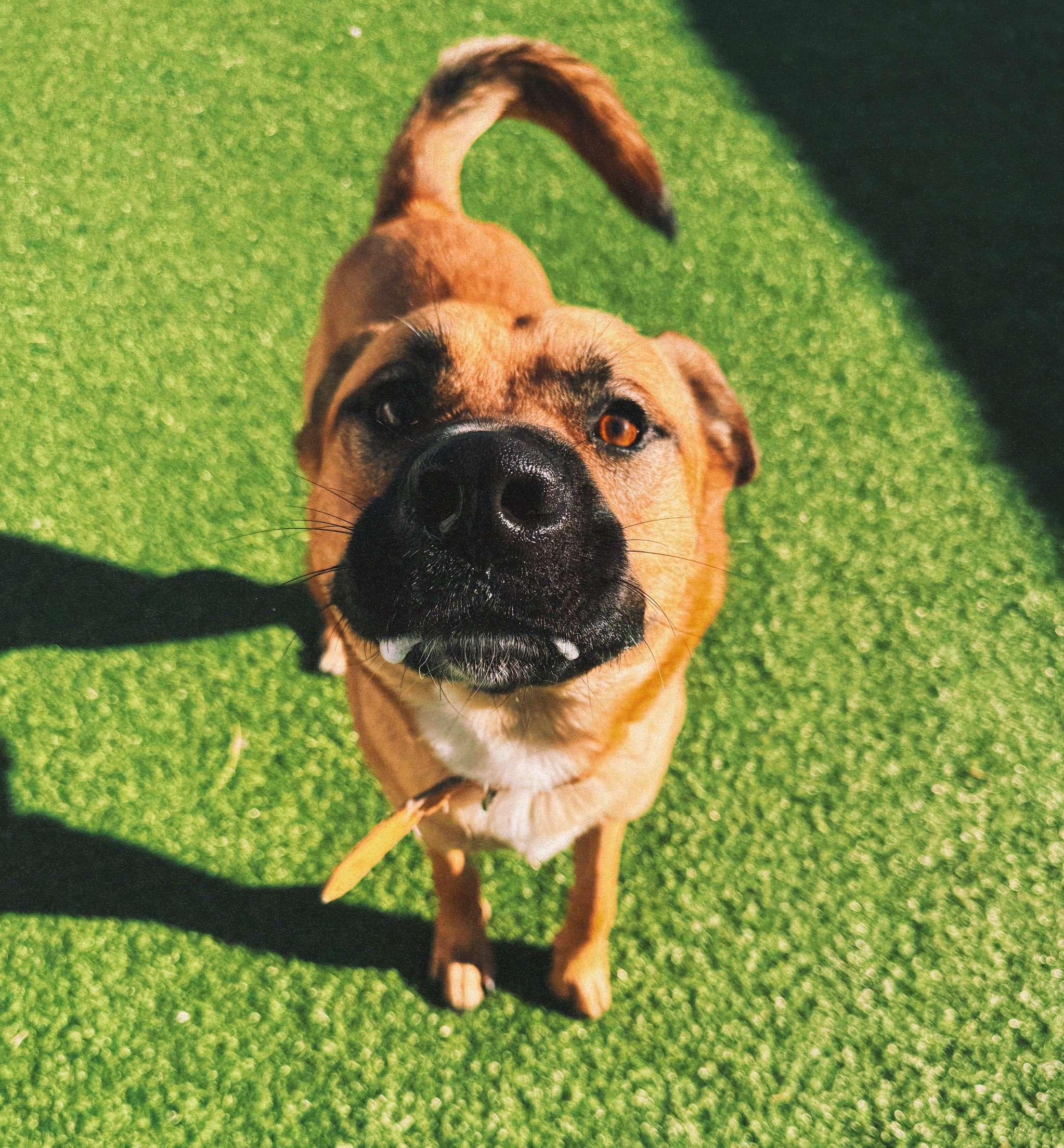 Lucas, a ADOPTABLE mixed breed in Hays, KS image 6/6