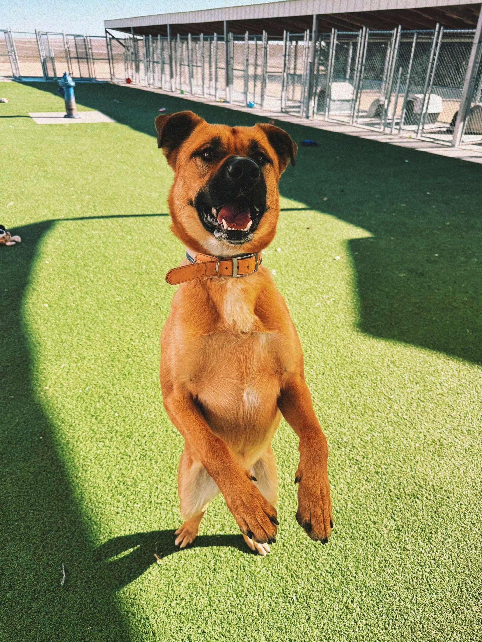 Lucas, a ADOPTABLE mixed breed in Hays, KS image 5/6