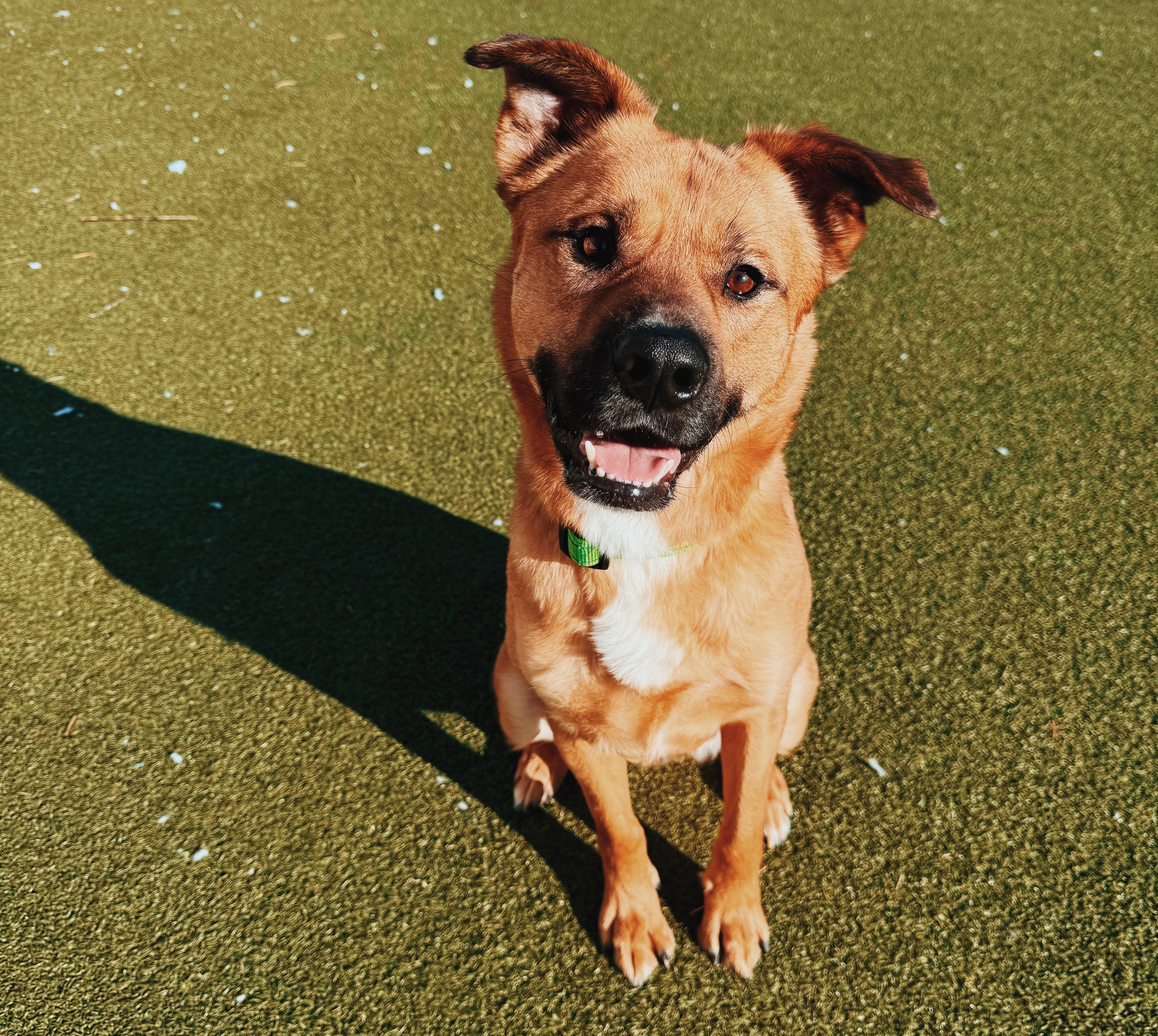 Lucas, ADOPTABLE, Adult Male Shepherd & Black Mouth Cur.