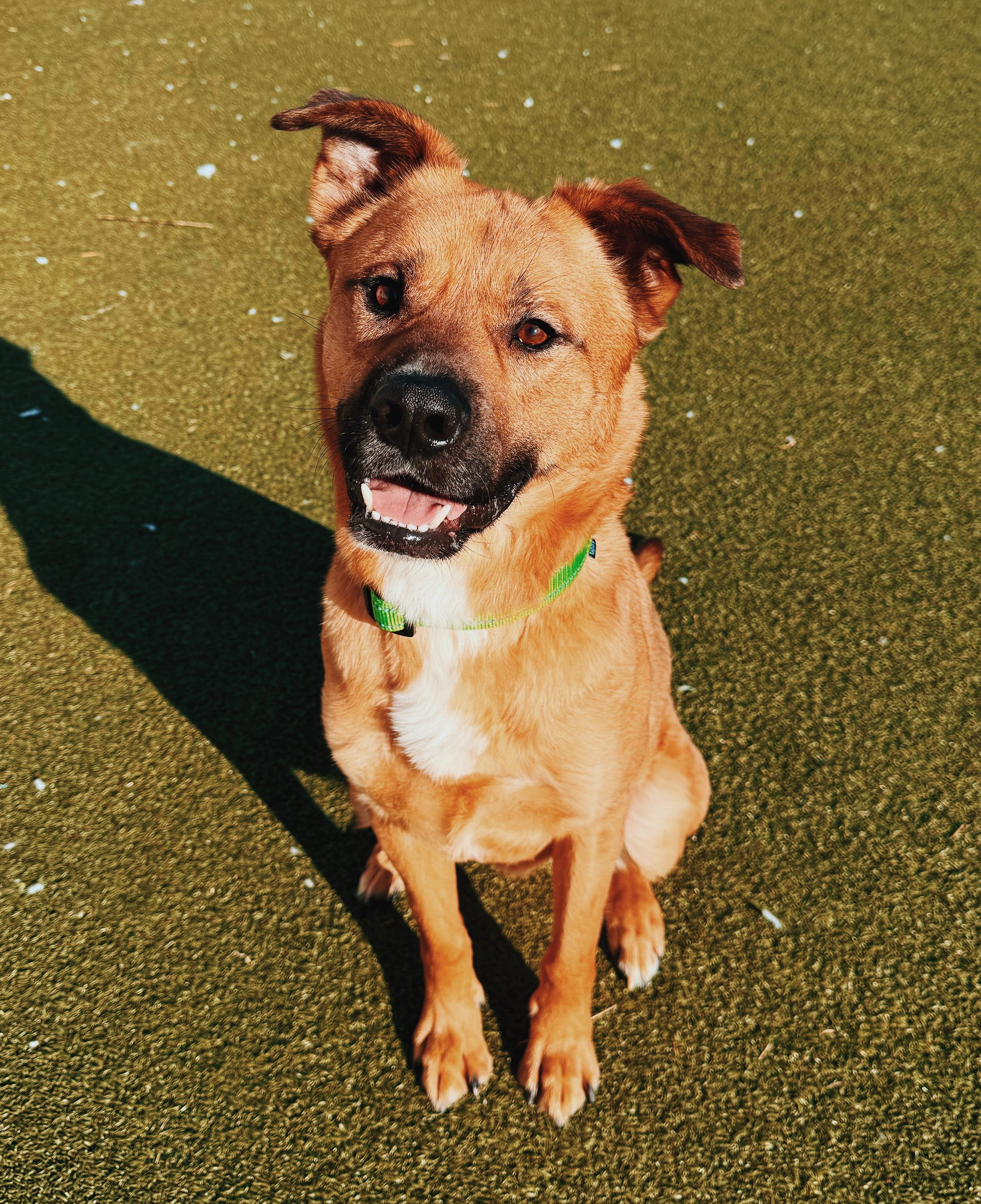 Enlarge Lucas, a ADOPTABLE mixed breed in Hays, KS image 6/6