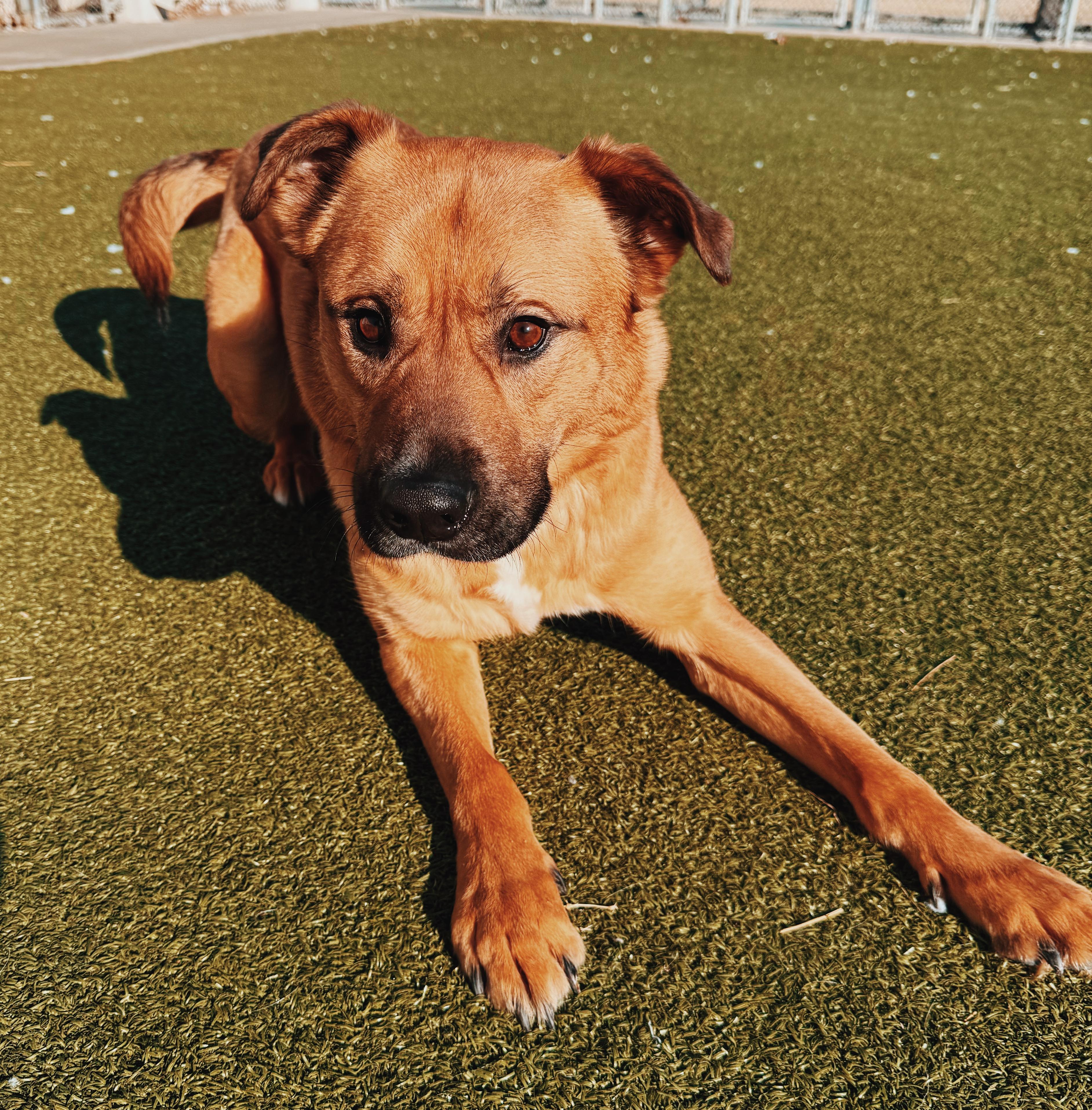 Enlarge Lucas, a ADOPTABLE mixed breed in Hays, KS image 5/6