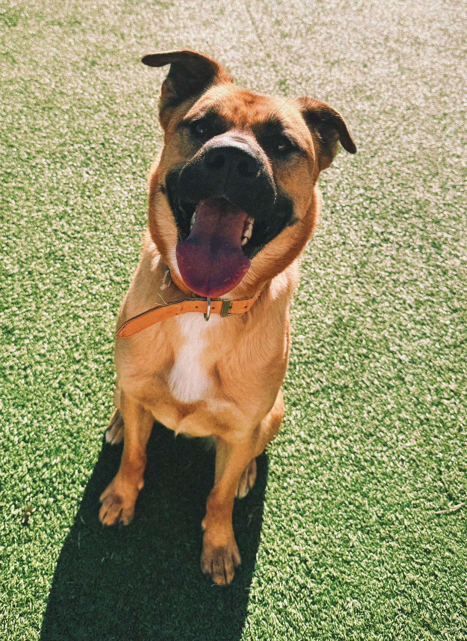 Lucas, a ADOPTABLE mixed breed in Hays, KS image 2/6