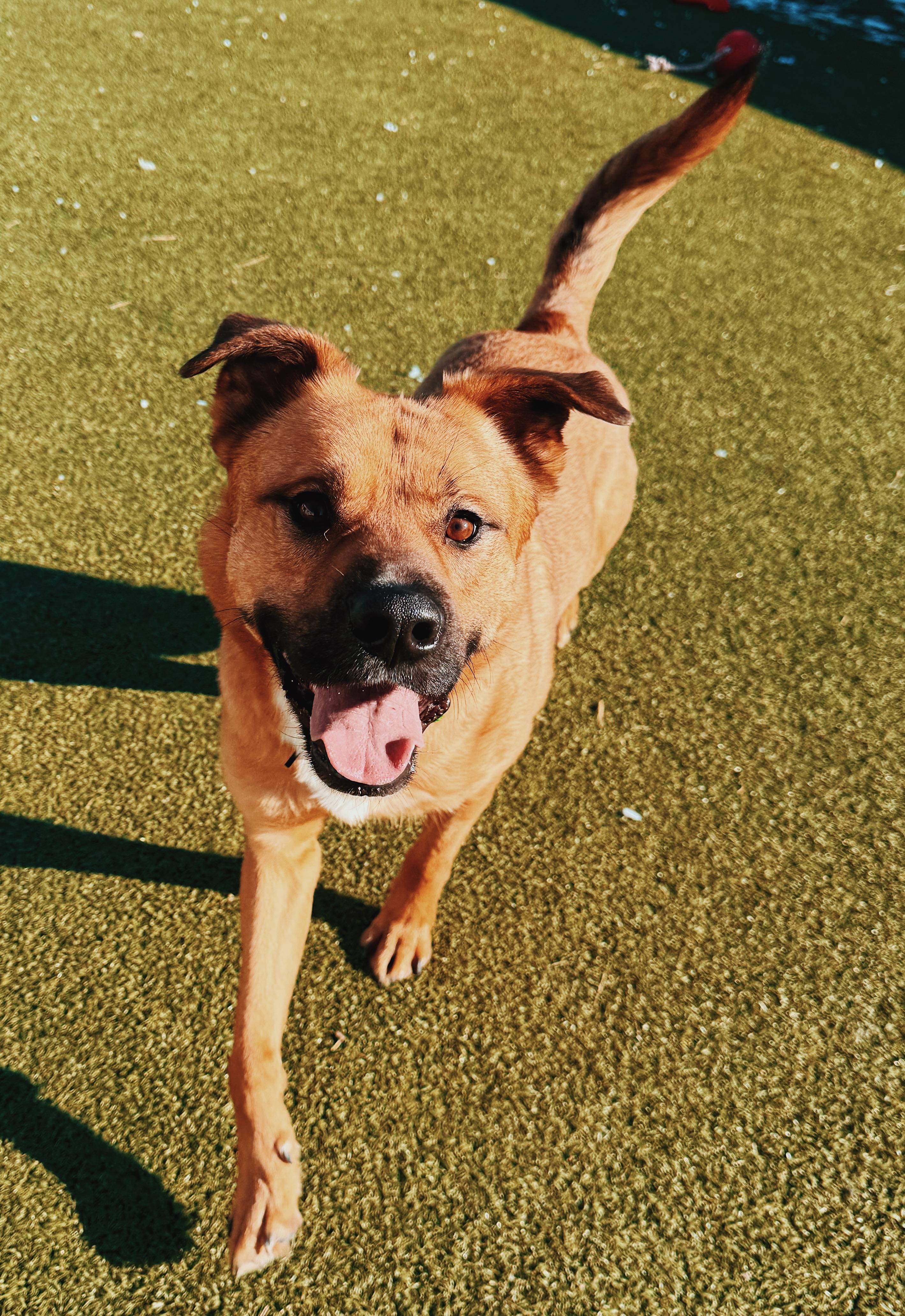 Enlarge Lucas, a ADOPTABLE mixed breed in Hays, KS image 3/6