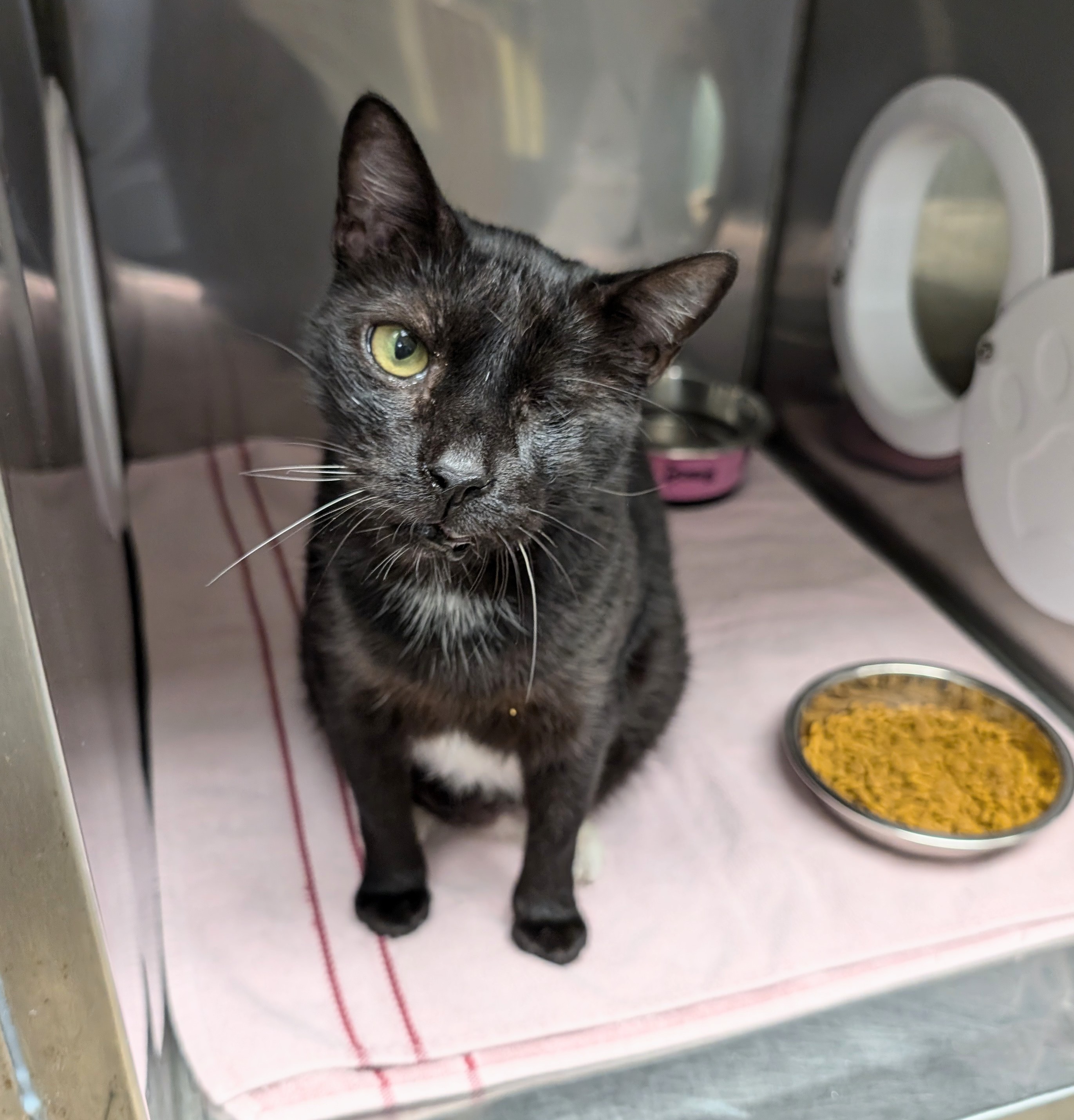 Enlarge Ike, a Adoptable mixed breed in West Palm Beach, FL image 5/6