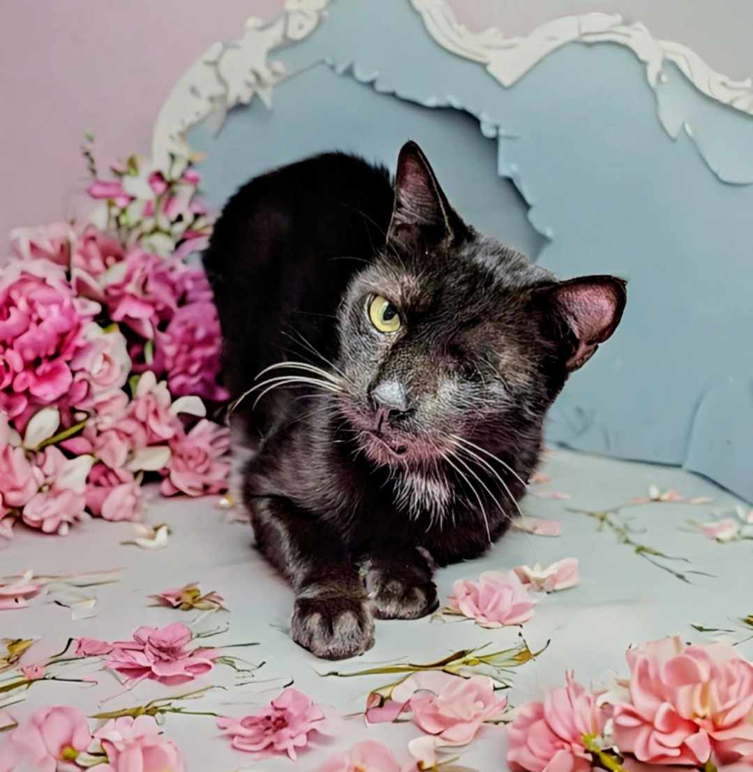 Enlarge Ike, a Adoptable mixed breed in West Palm Beach, FL image 4/6