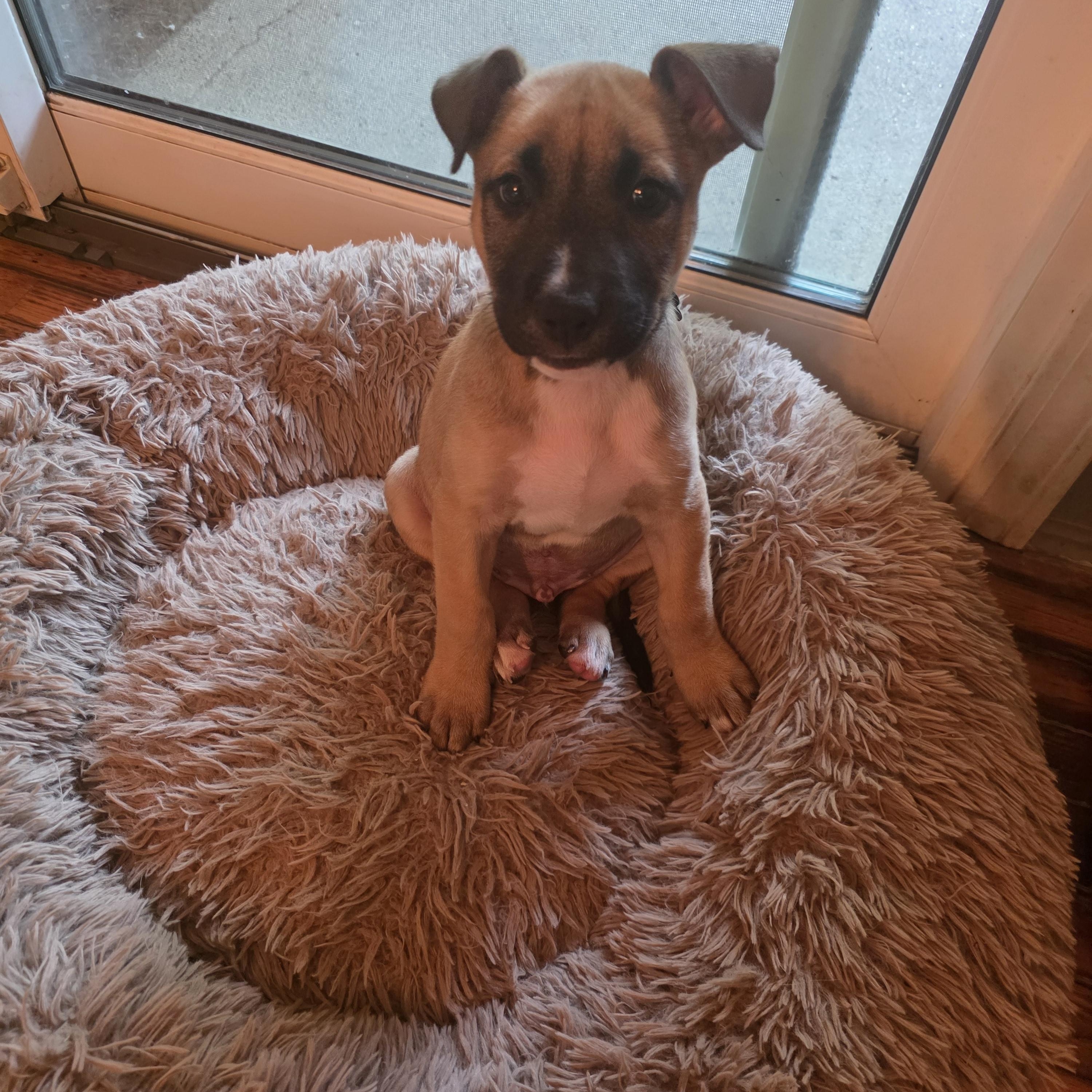 Ducky, a Adoptable mixed breed in Troy, MI image 3/5