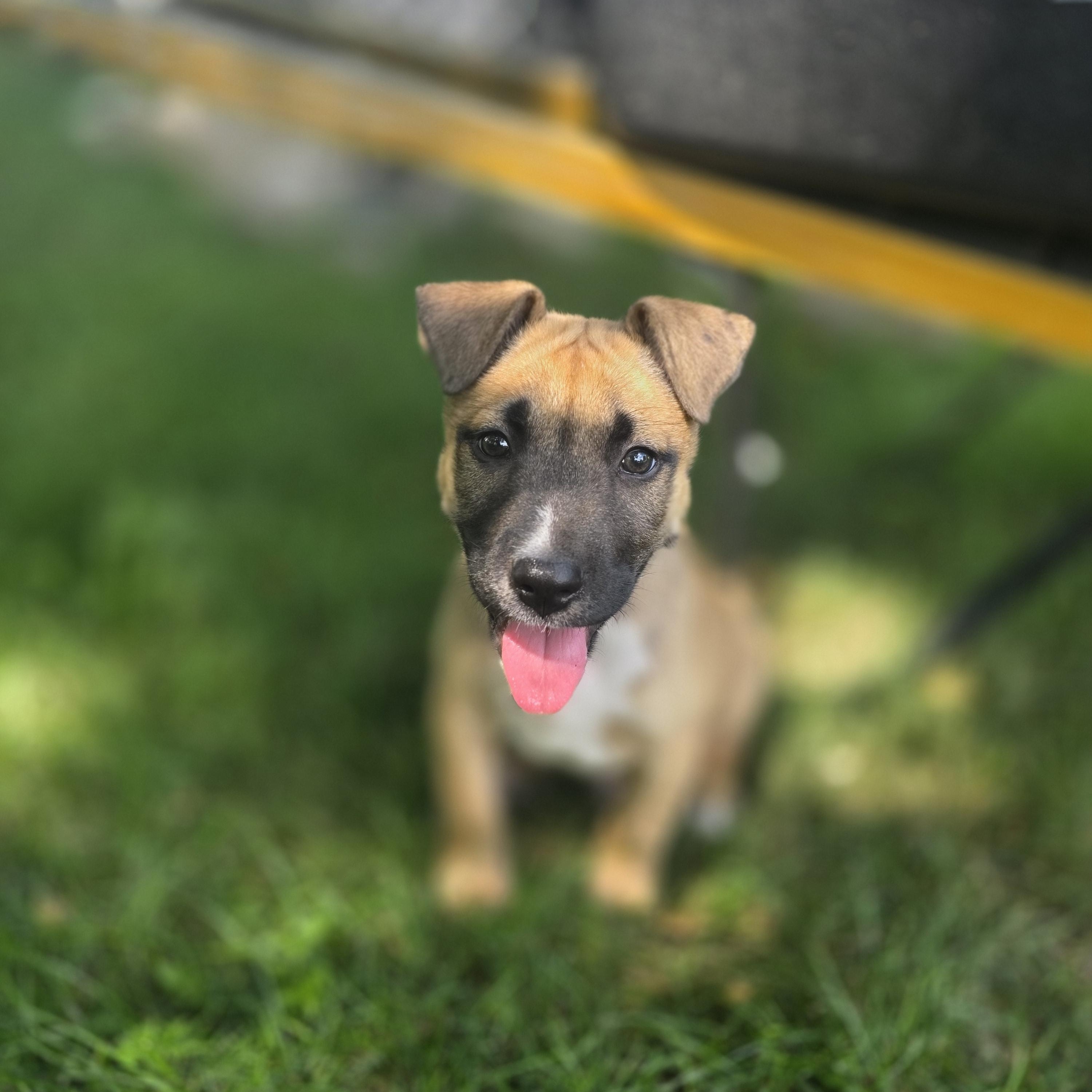 Ducky, a Adoptable mixed breed in Troy, MI image 4/5