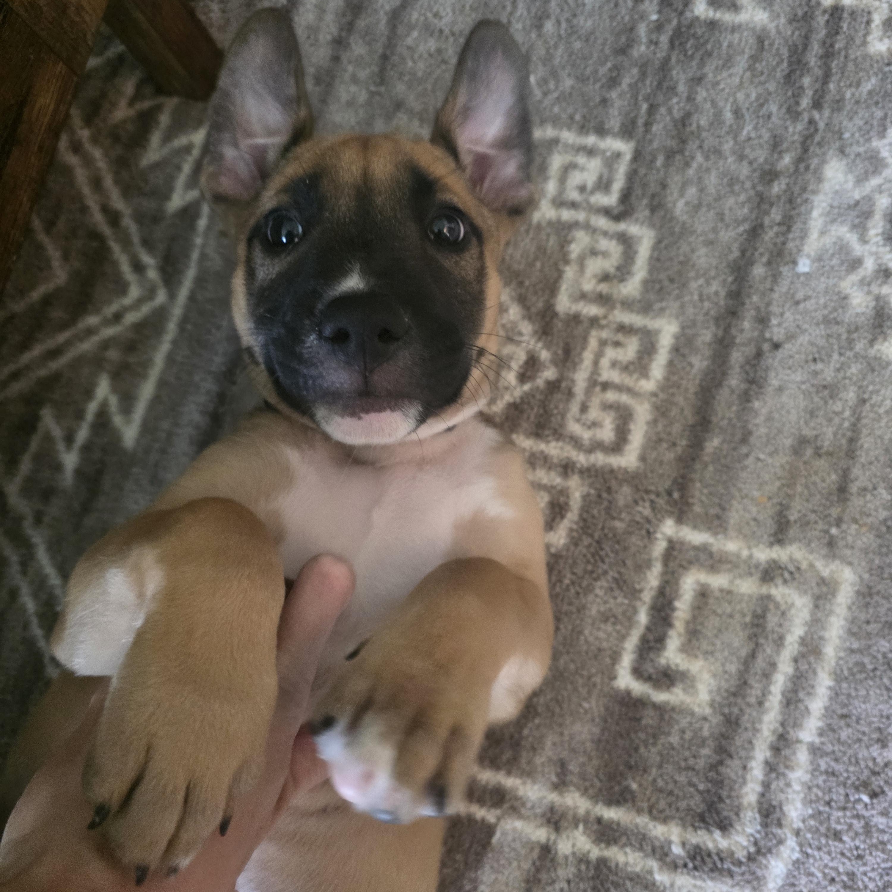 Ducky, Adoptable, Puppy Male German Shepherd Dog.