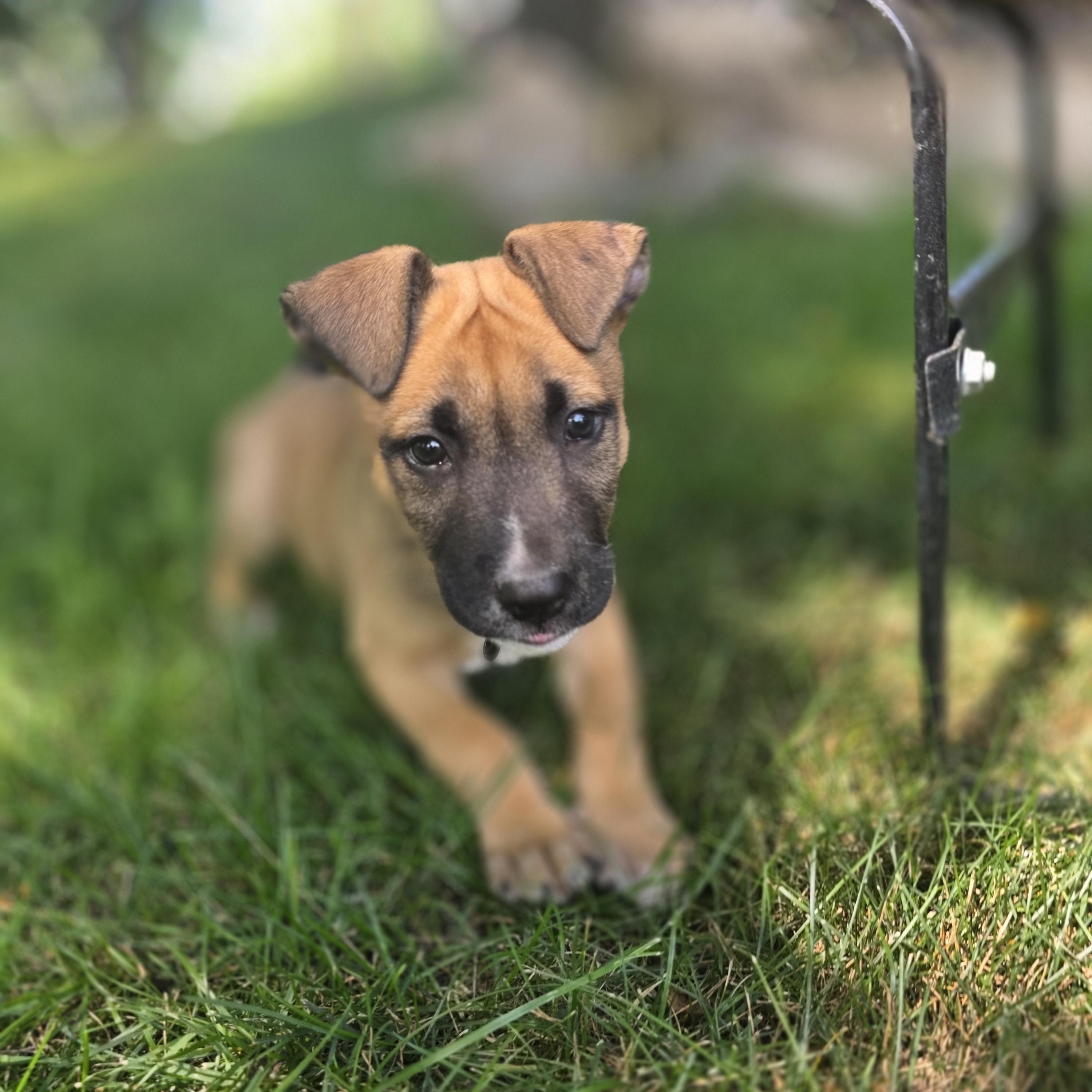 Ducky, a Adoptable mixed breed in Troy, MI image 5/5