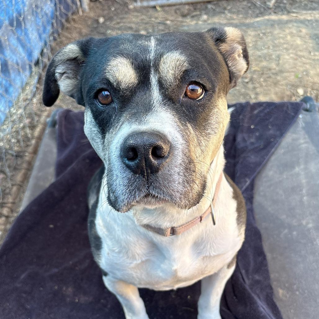 Enlarge Sweetie, a Adoptable Pit Bull Terrier in Ojai, CA image 2/6