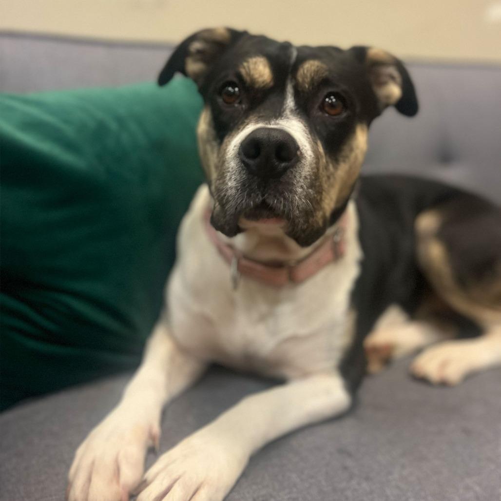 Enlarge Sweetie, a Adoptable Pit Bull Terrier in Ojai, CA image 3/6