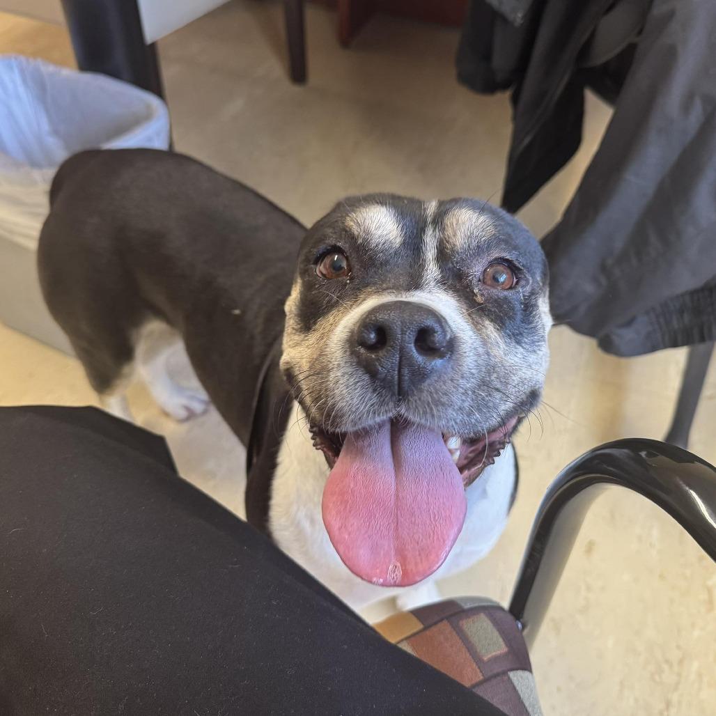 Enlarge Sweetie, a Adoptable Pit Bull Terrier in Ojai, CA image 4/6