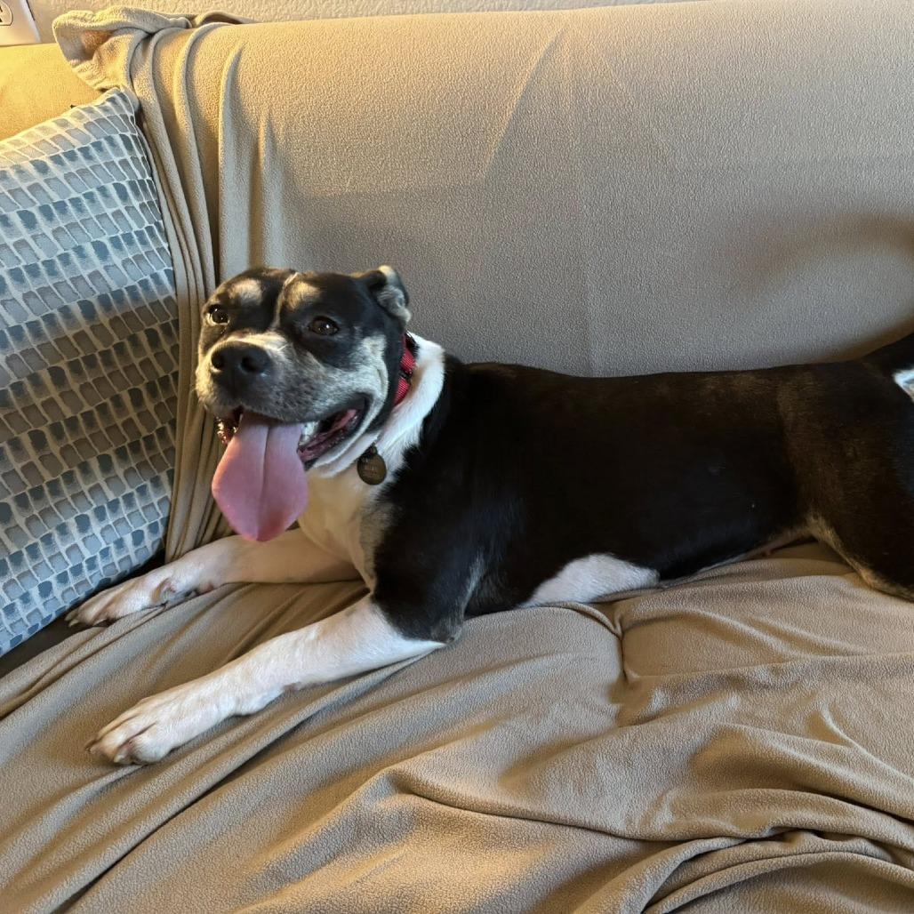 Enlarge Sweetie, a Adoptable Pit Bull Terrier in Ojai, CA image 5/6