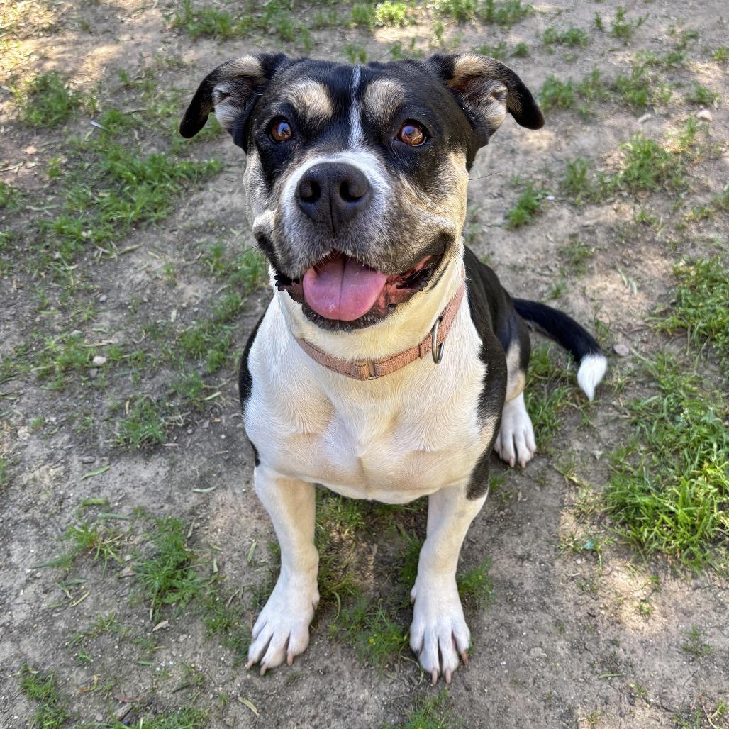 Enlarge Sweetie, a Adoptable Pit Bull Terrier in Ojai, CA image 6/6