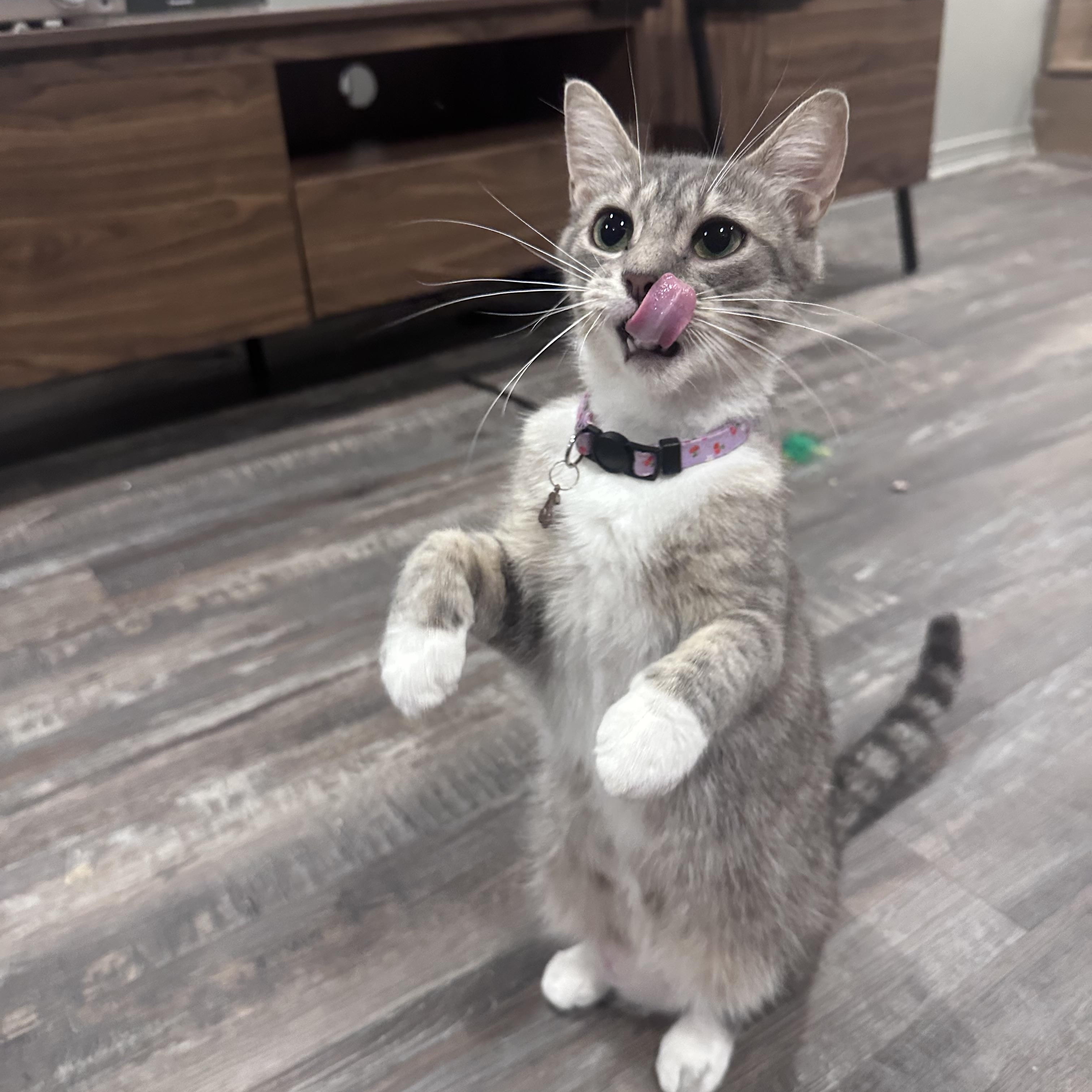 Enlarge Bailey, a Adopted Domestic Short Hair in Wakefield, QC image 2/5