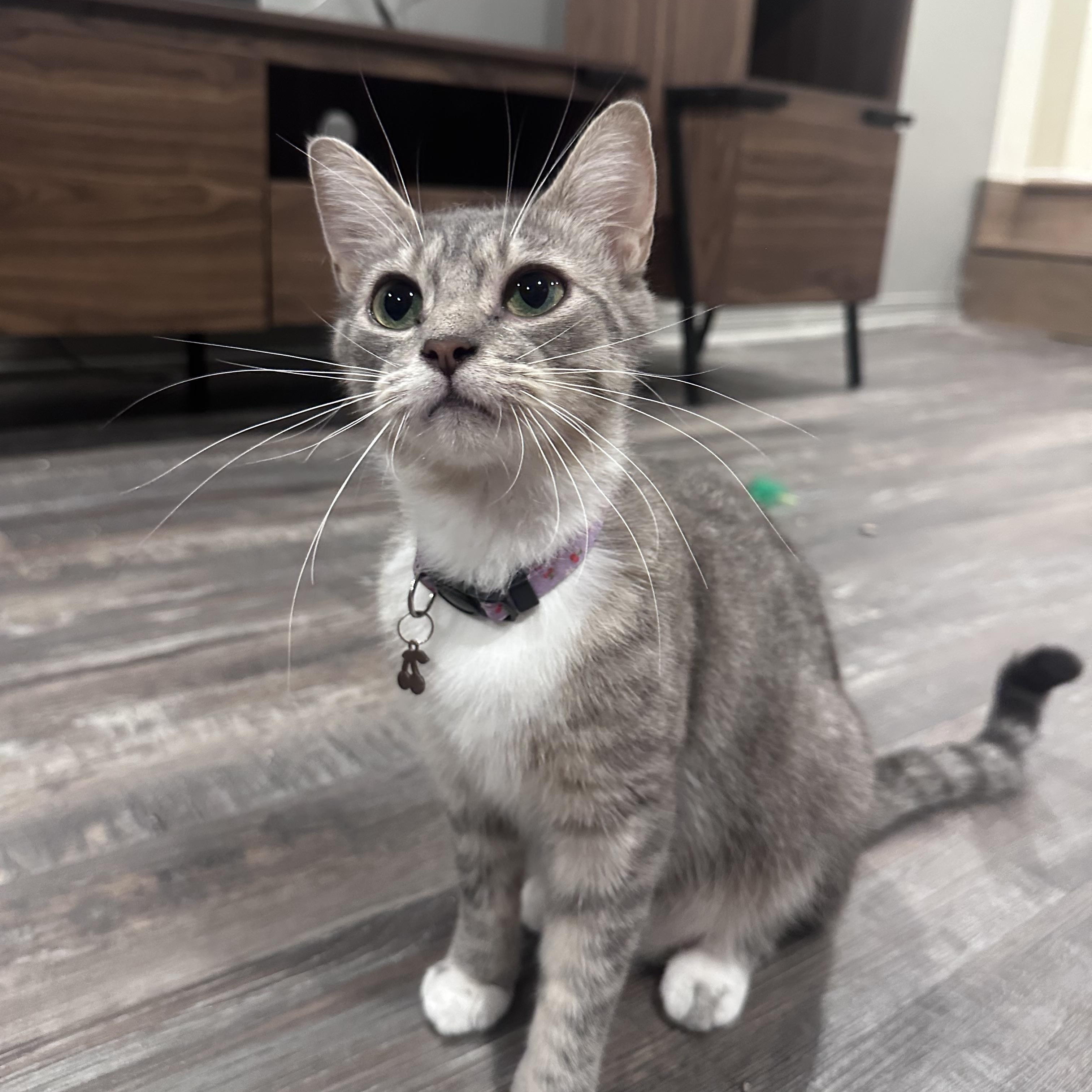 Enlarge Bailey, a Adopted Domestic Short Hair in Wakefield, QC image 1/5