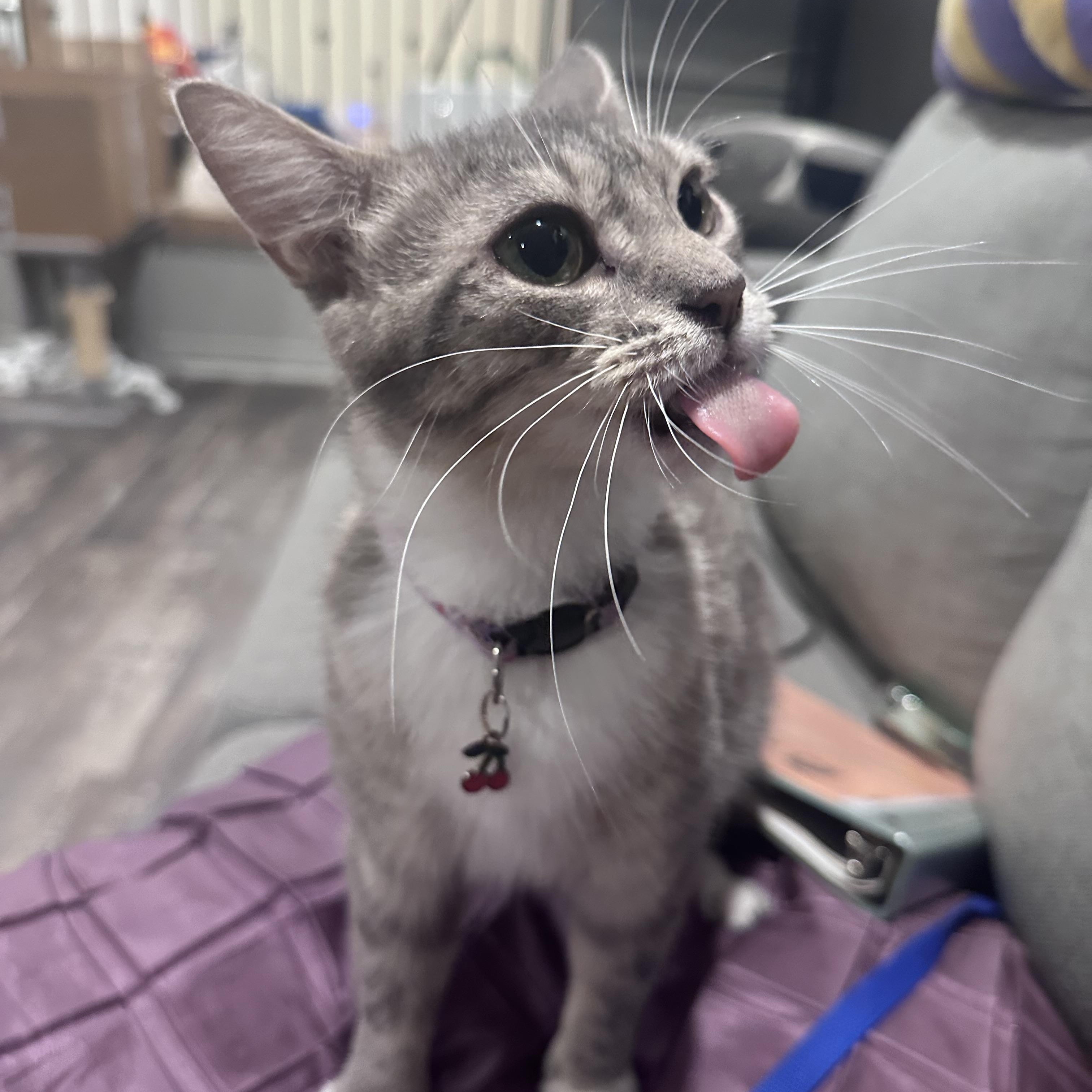 Enlarge Bailey, a Adopted Domestic Short Hair in Wakefield, QC image 3/5