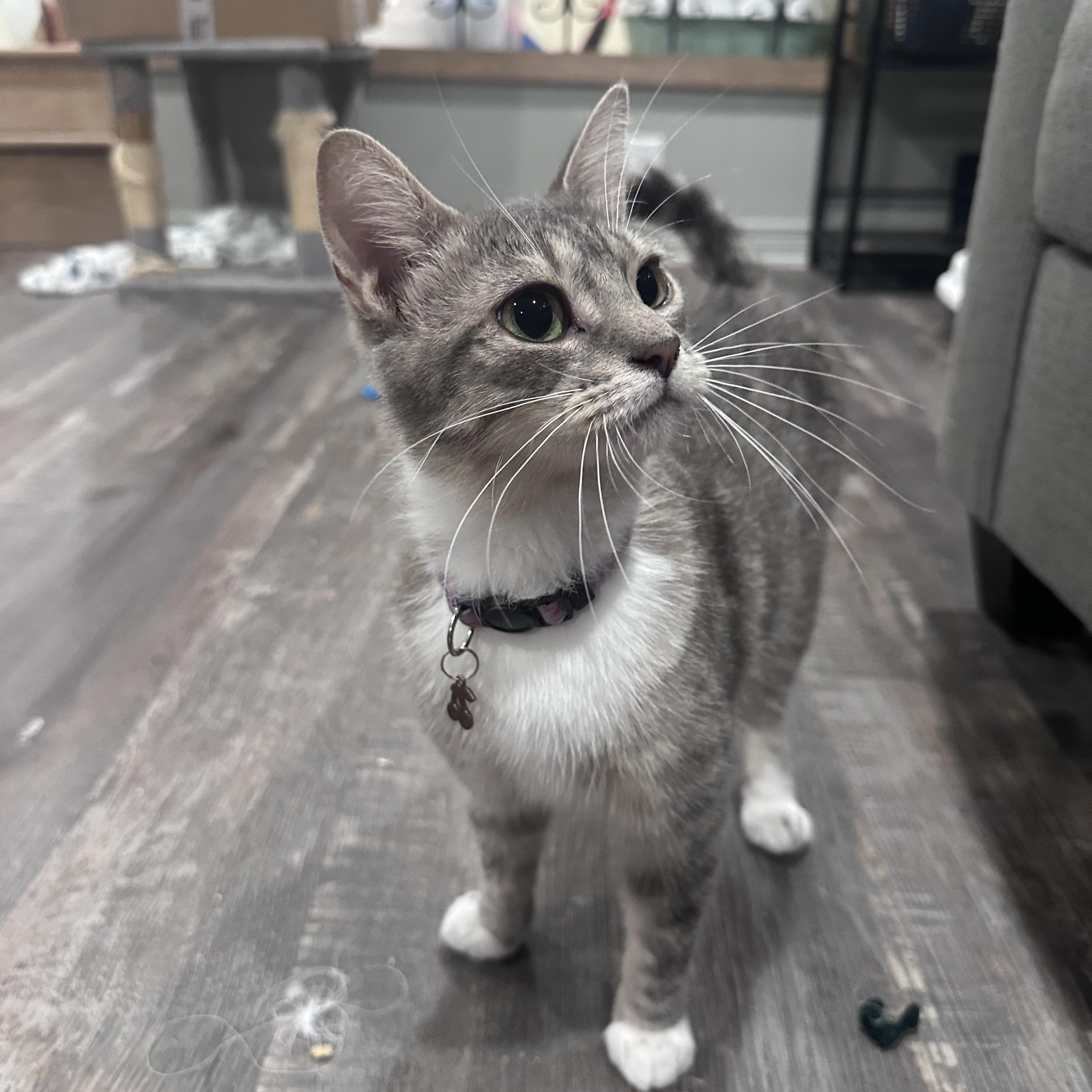 Enlarge Bailey, a Adopted Domestic Short Hair in Wakefield, QC image 4/5