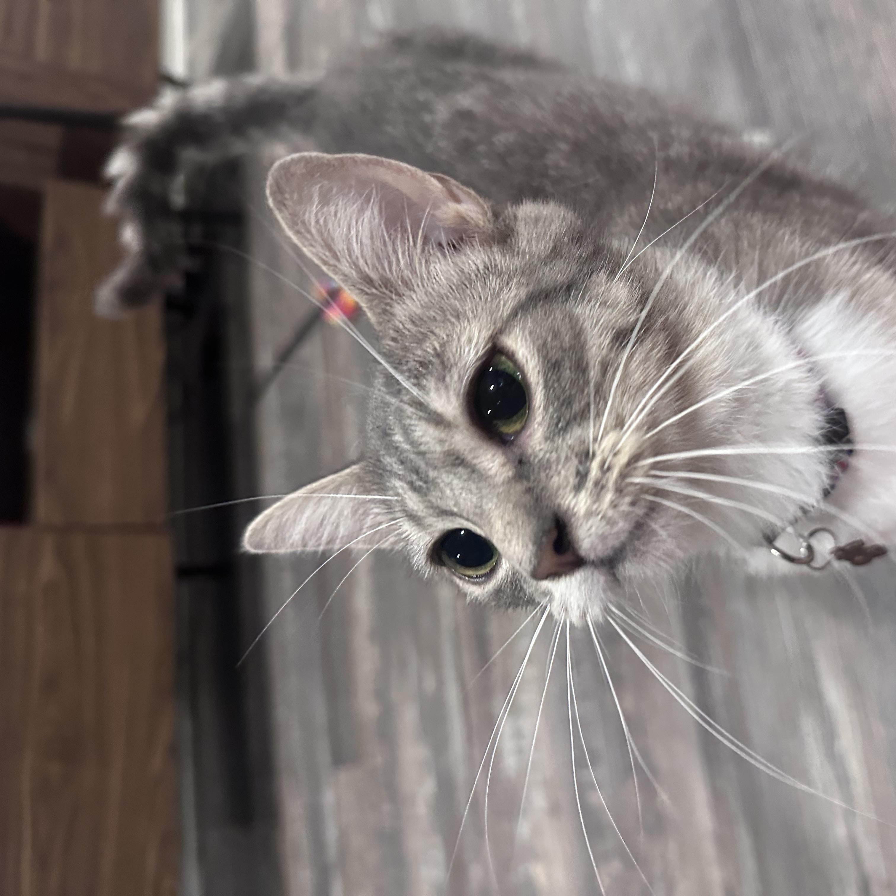 Enlarge Bailey, a Adopted Domestic Short Hair in Wakefield, QC image 5/5