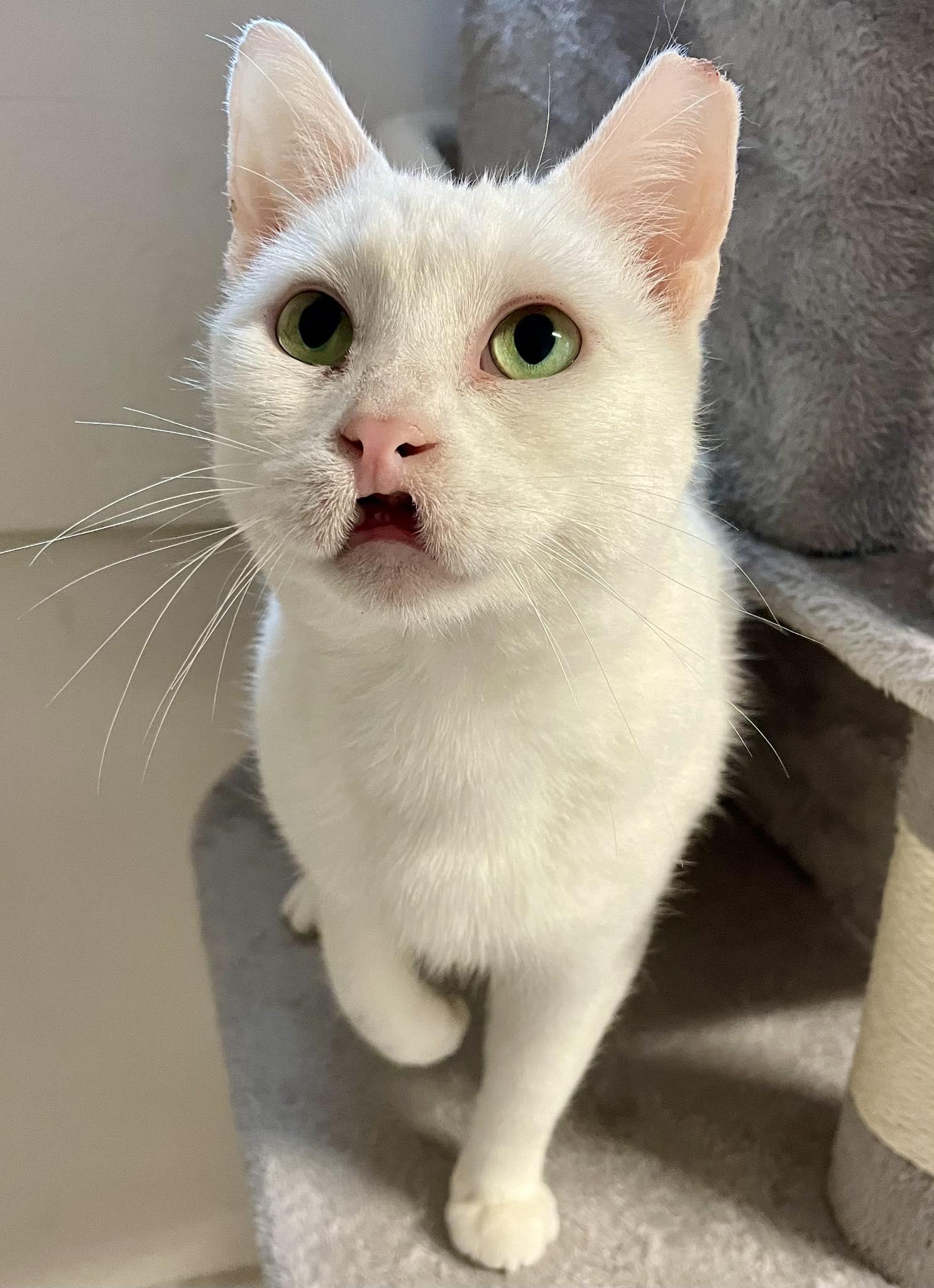 Enlarge Chanel , a ADOPTABLE Domestic Short Hair in Webster, NY image 1/1