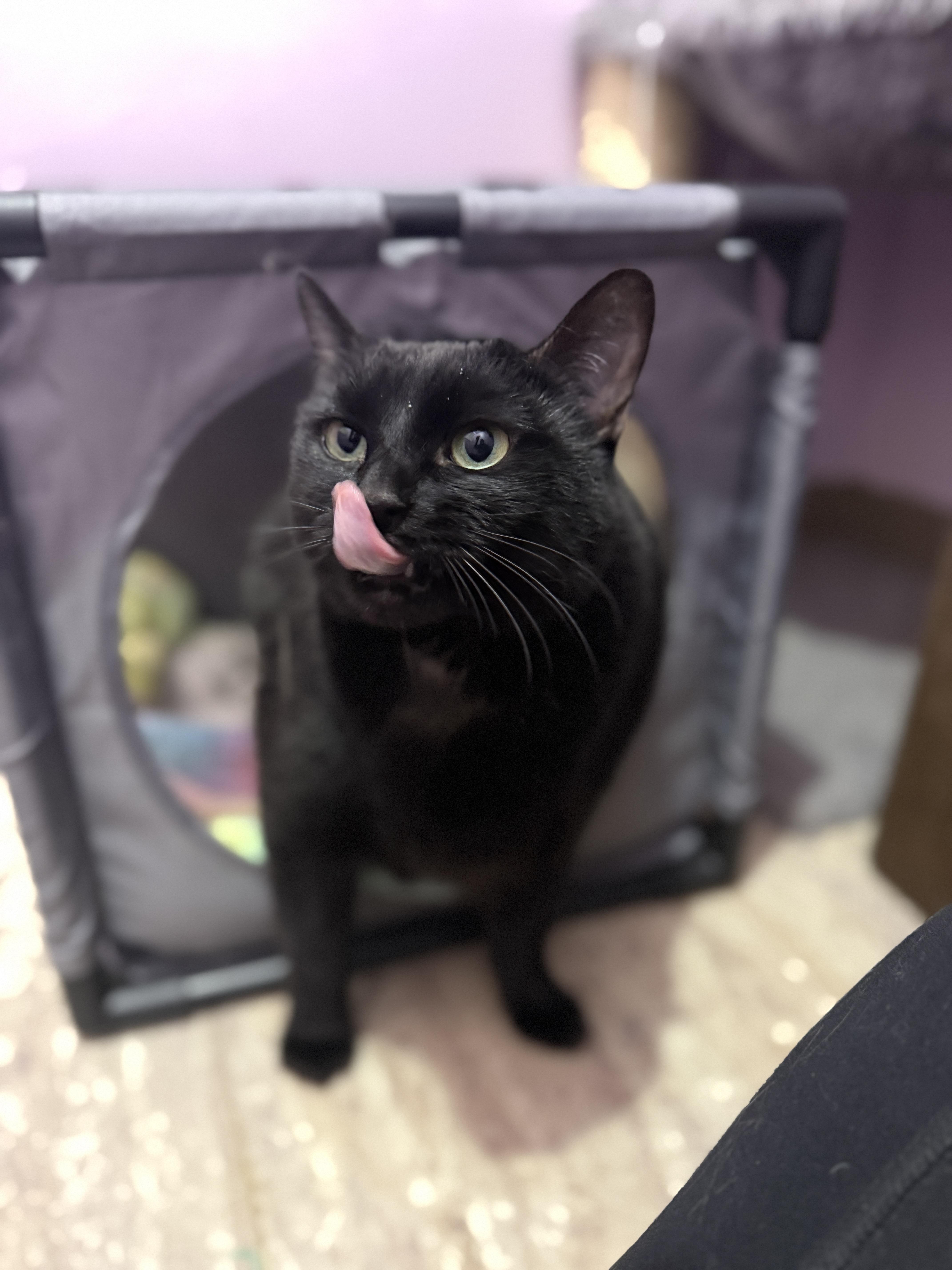 Porkchop, ADOPTABLE, Adult Female Domestic Short Hair.