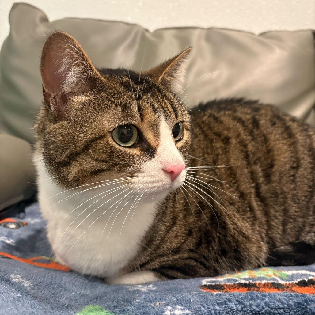 Enlarge Truffle, a Adoptable Domestic Short Hair in Louisville, KY image 1/5