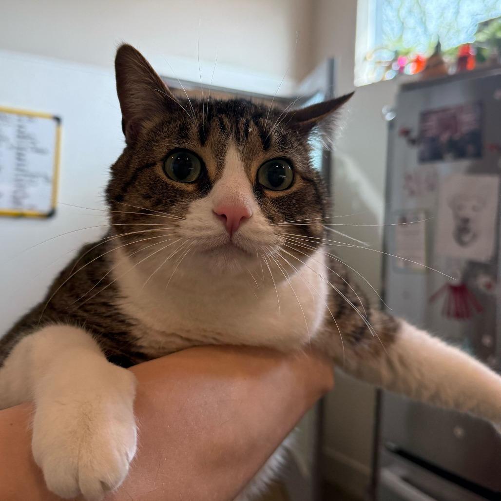 Enlarge Truffle, a Adoptable Domestic Short Hair in Louisville, KY image 2/5