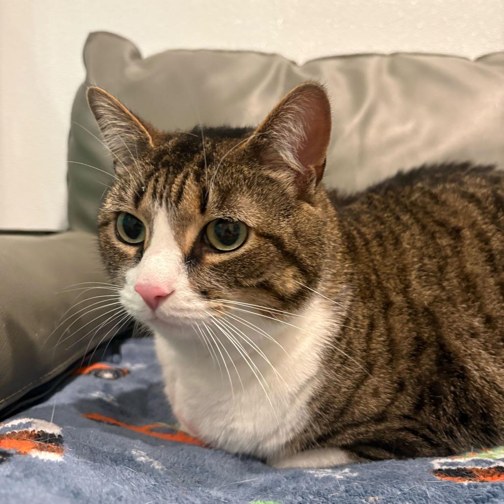 Enlarge Truffle, a Adoptable Domestic Short Hair in Louisville, KY image 3/5