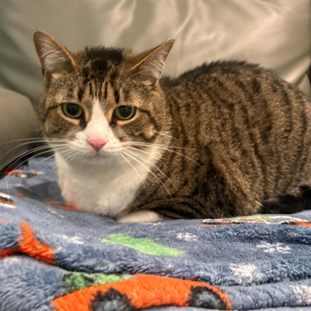 Enlarge Truffle, a Adoptable Domestic Short Hair in Louisville, KY image 4/5