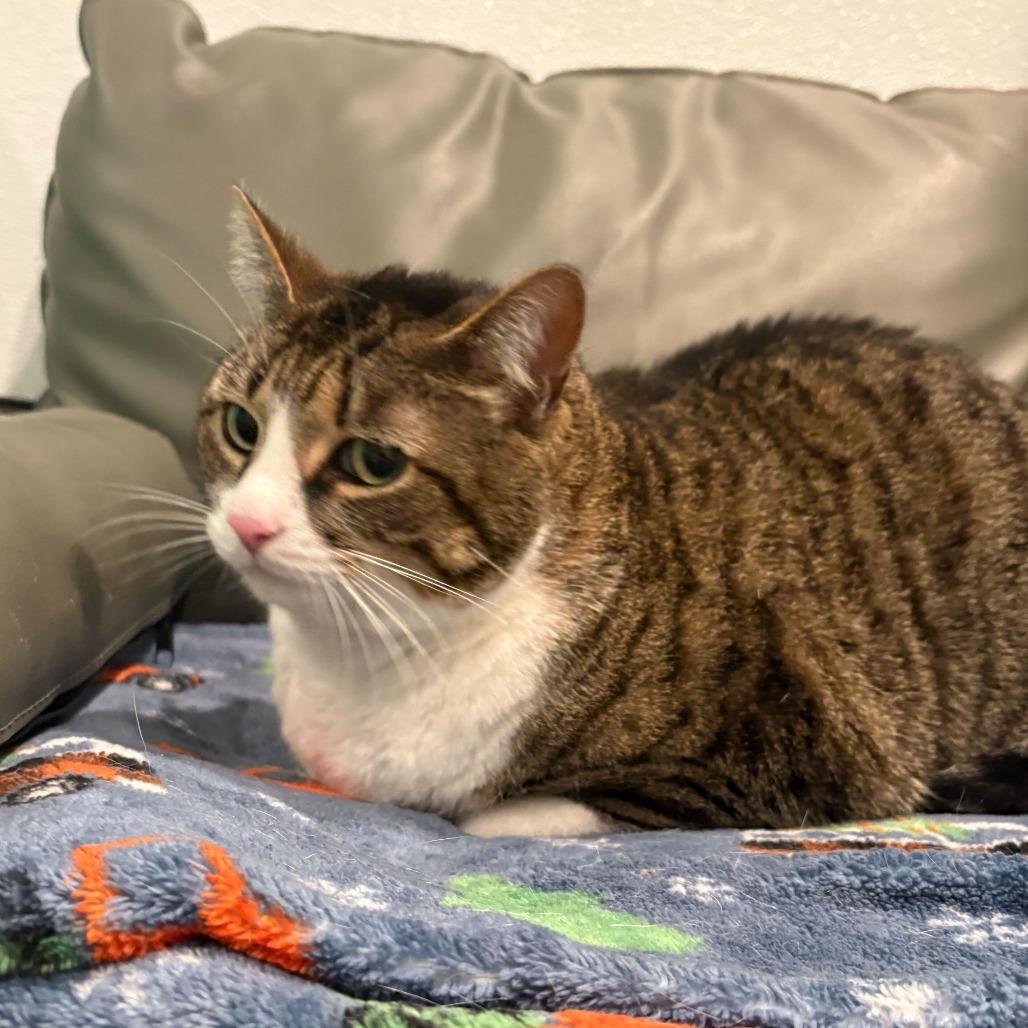 Enlarge Truffle, a Adoptable Domestic Short Hair in Louisville, KY image 5/5