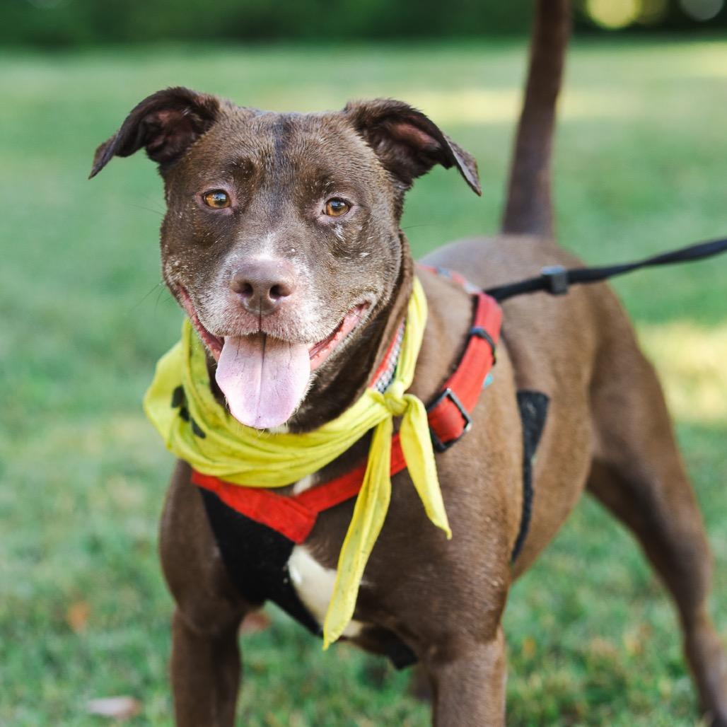 Kola, Adoptable, Adult Female Chocolate Labrador Retriever & Pit Bull Terrier.