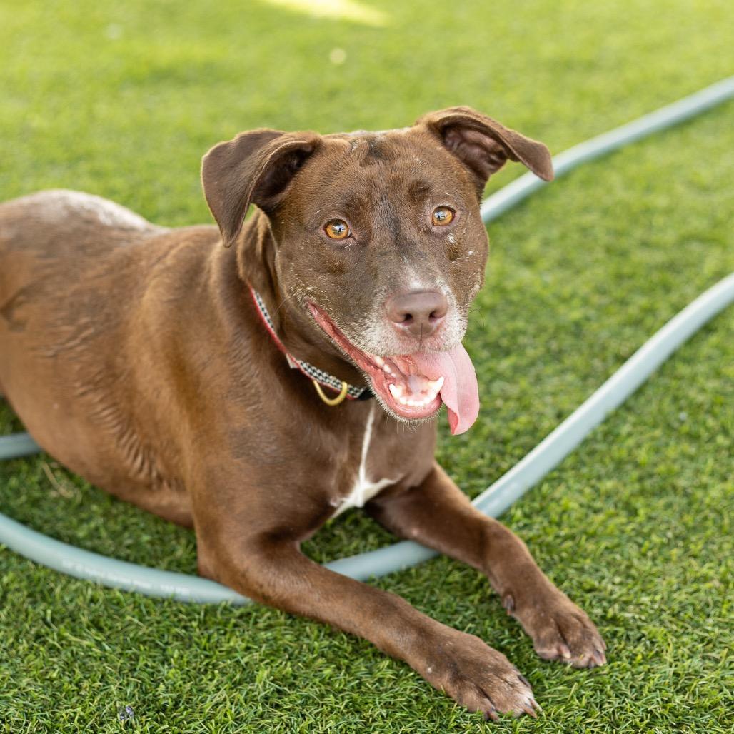 Kola, a Adoptable mixed breed in Evansville, IN image 3/6