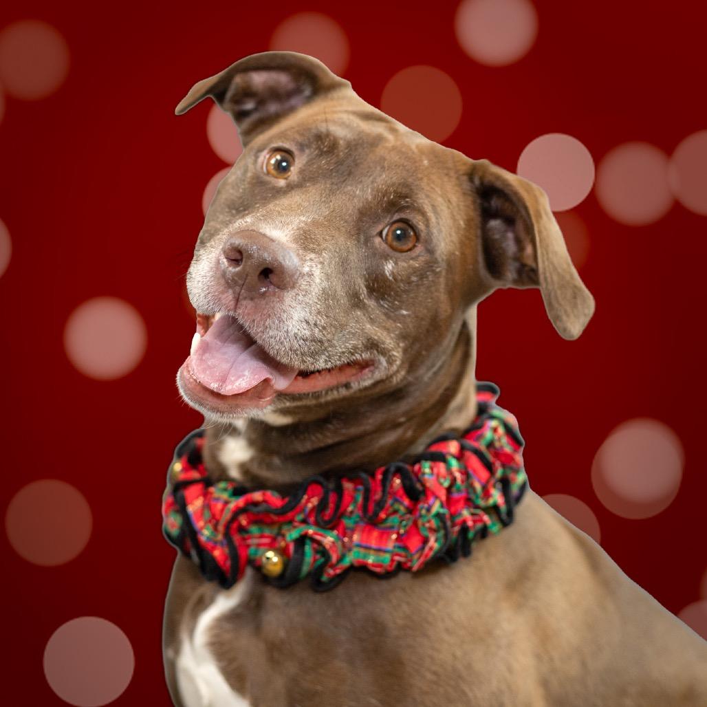 Kola, a Adoptable mixed breed in Evansville, IN image 4/6