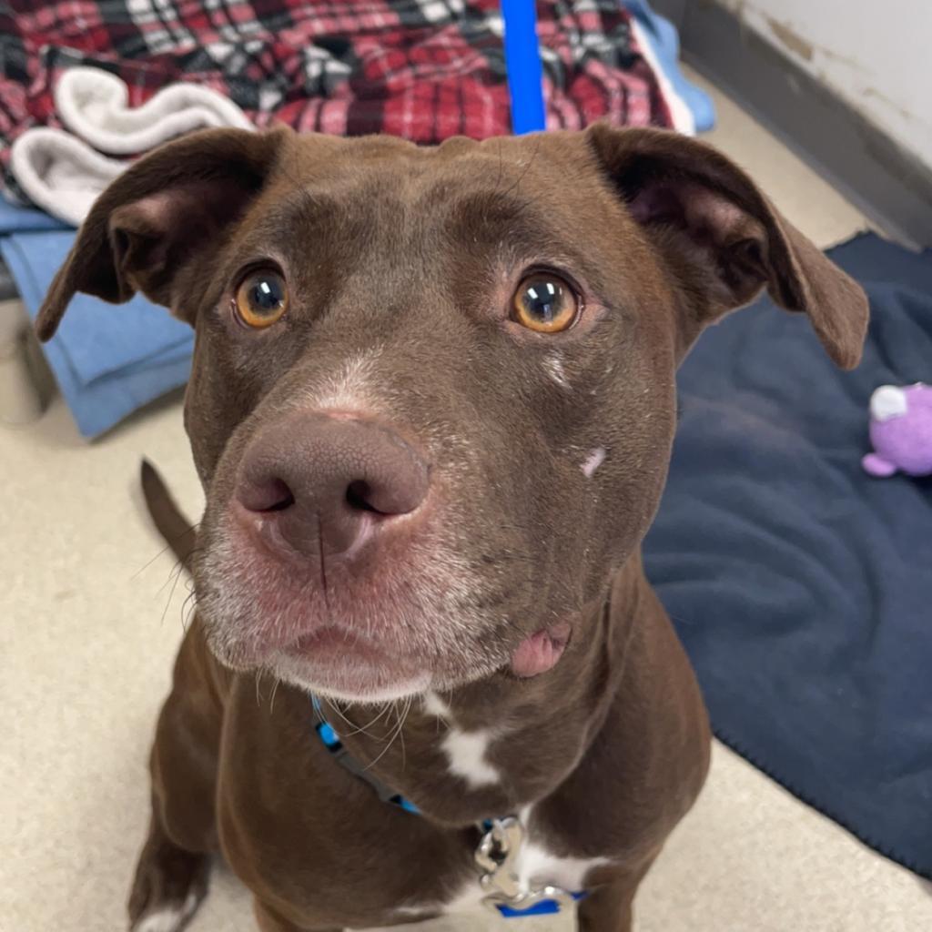 Kola, a Adoptable mixed breed in Evansville, IN image 6/6