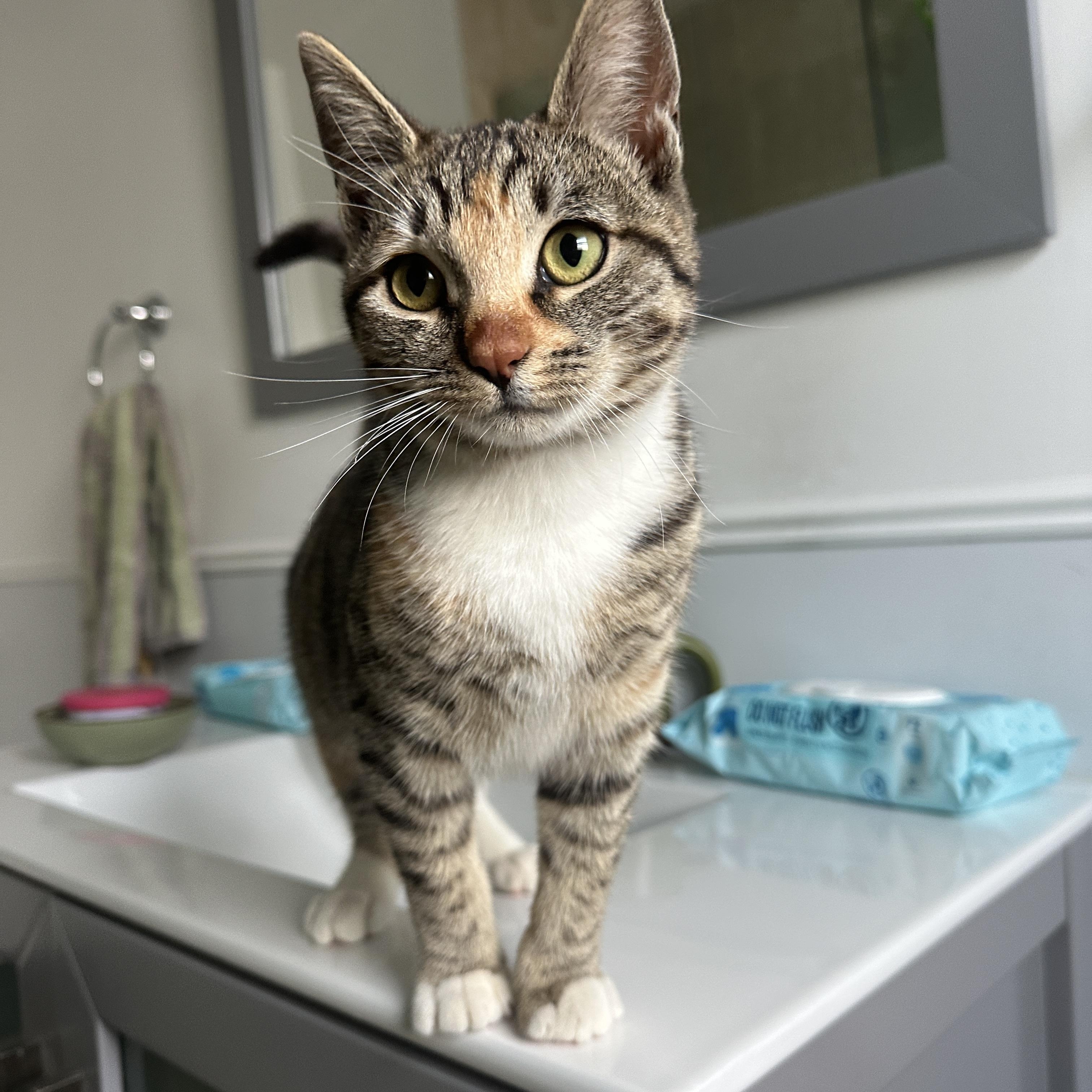 Enlarge Roo, an adopted Domestic Short Hair in Los Angeles, CA image 2/6