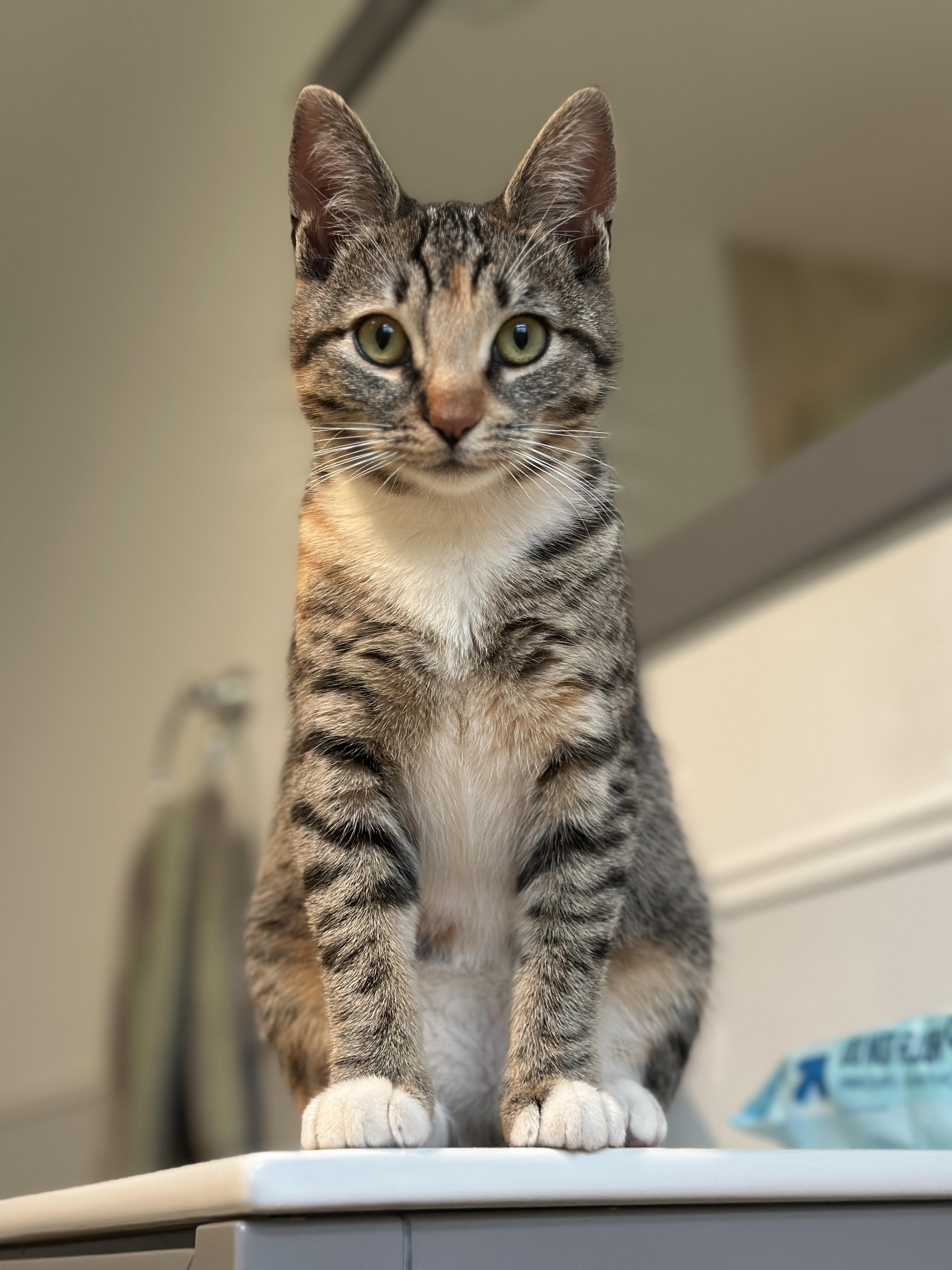 Enlarge Roo, an adopted Domestic Short Hair in Los Angeles, CA image 4/6
