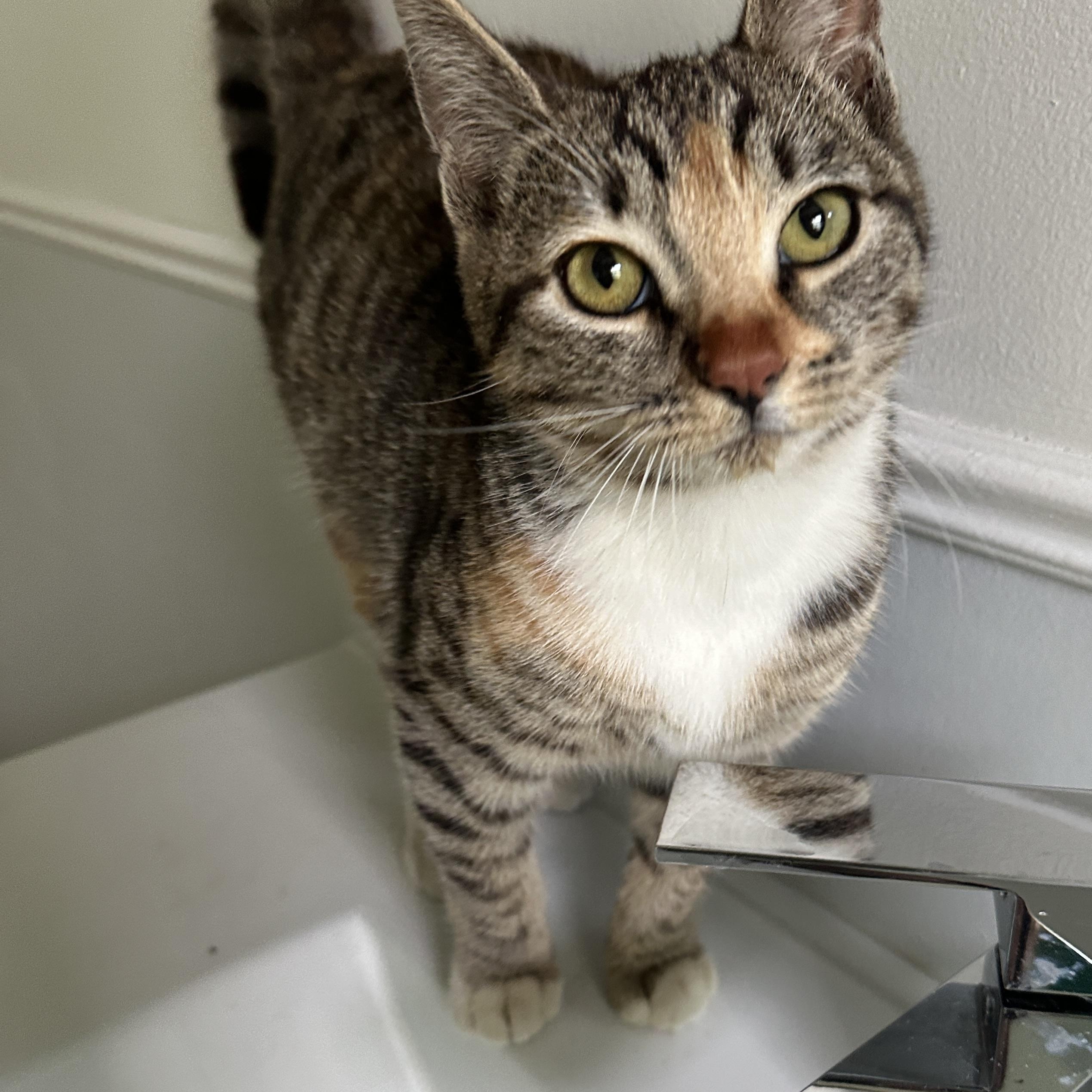 Enlarge Roo, an adopted Domestic Short Hair in Los Angeles, CA image 3/6