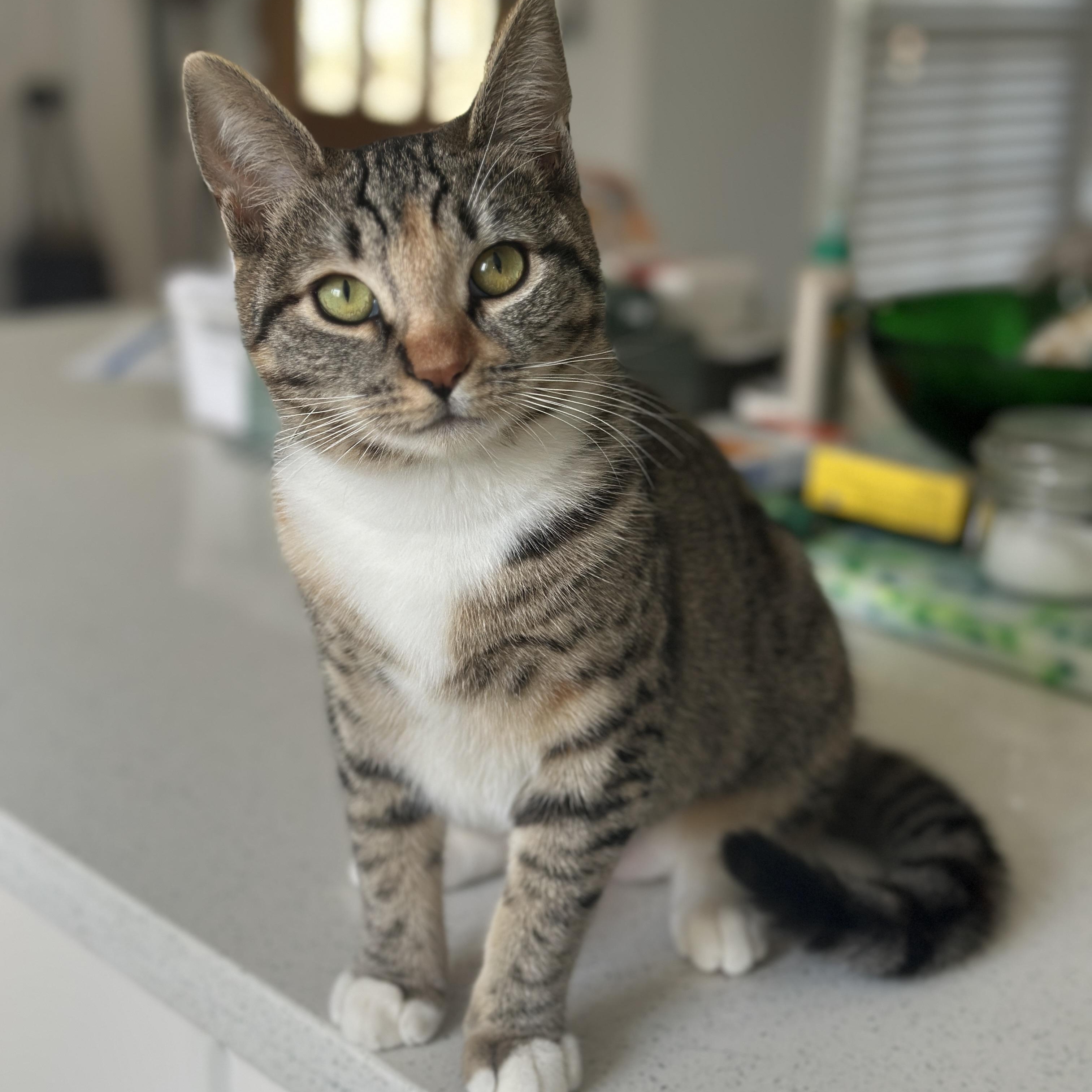 Enlarge Roo, an adopted Domestic Short Hair in Los Angeles, CA image 6/6