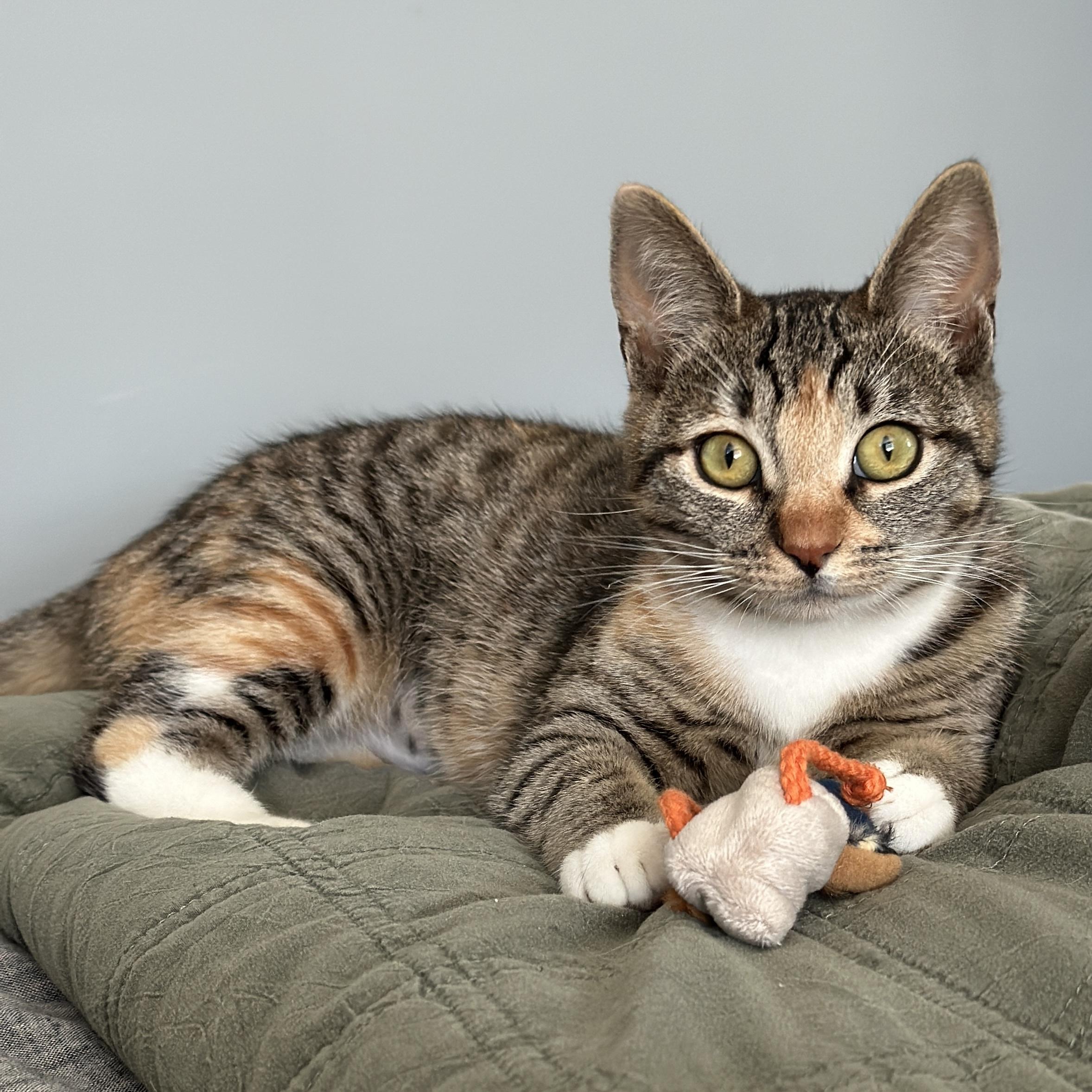 Roo, adopted, Kitten Female Domestic Short Hair.