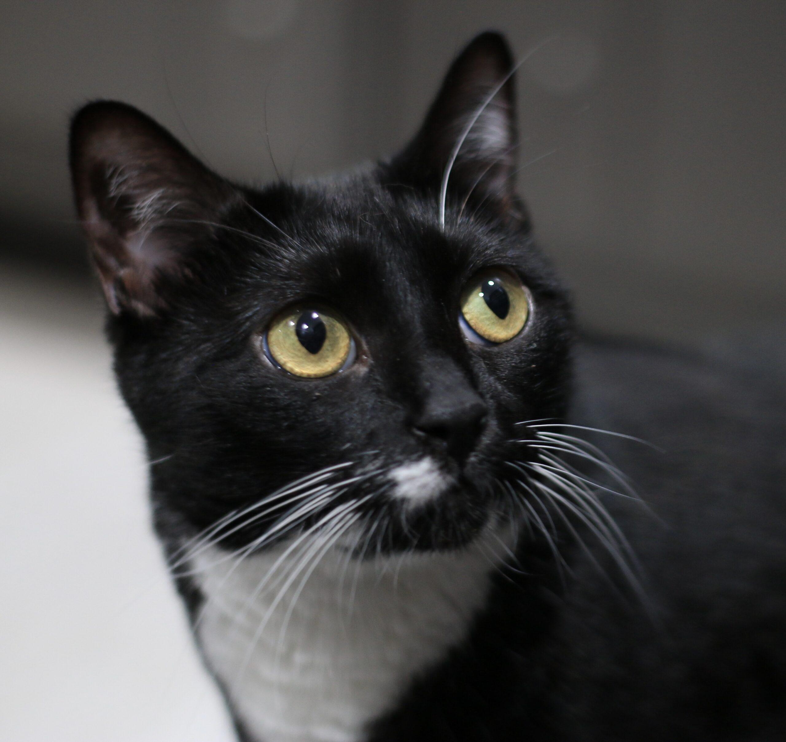 Sapphire, Adoptable, Young Female Domestic Short Hair.
