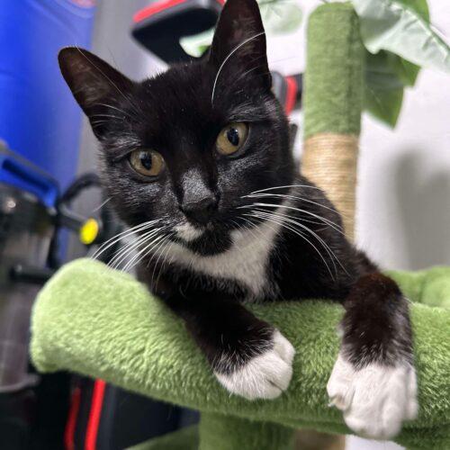 Sapphire, Adoptable, Young Female Domestic Short Hair.