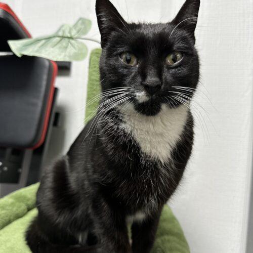 Enlarge Sapphire, a Adoptable Domestic Short Hair in Edmond, OK image 2/5