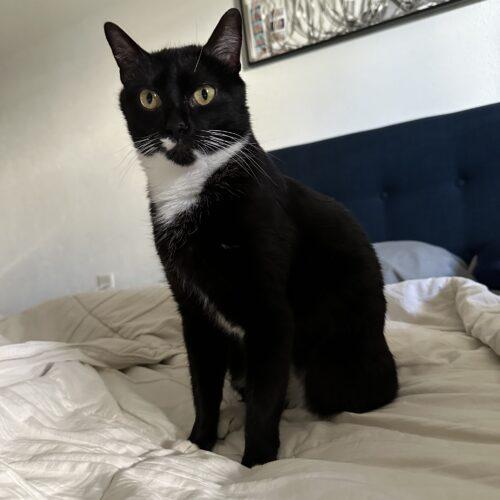 Enlarge Sapphire, a Adoptable Domestic Short Hair in Edmond, OK image 3/5