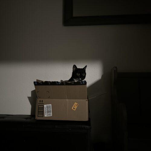 Enlarge Sapphire, a Adoptable Domestic Short Hair in Edmond, OK image 4/5