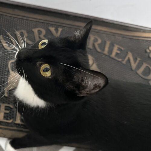 Enlarge Sapphire, a Adoptable Domestic Short Hair in Edmond, OK image 5/5