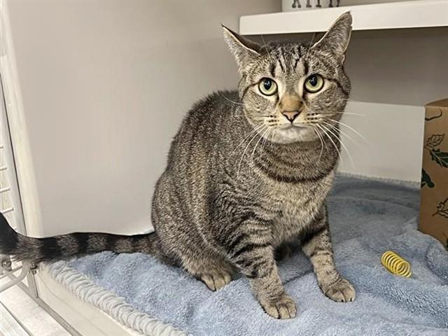 LIGHTNING, Adoptable, Adult Male Domestic Short Hair.