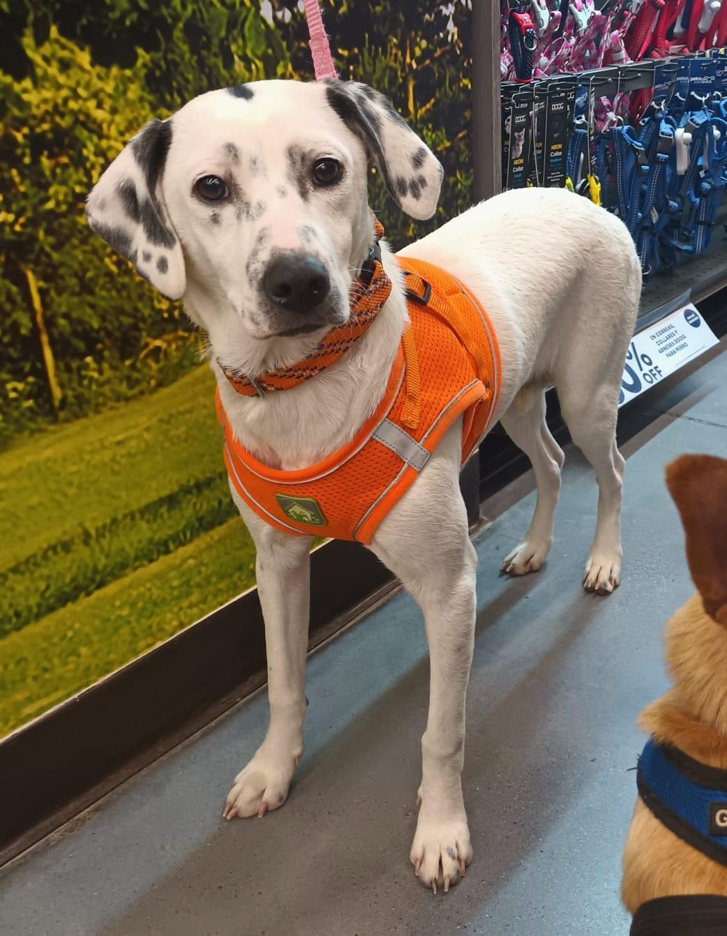 Enlarge Paloma, a ADOPTABLE mixed breed in San Diego, CA image 6/6