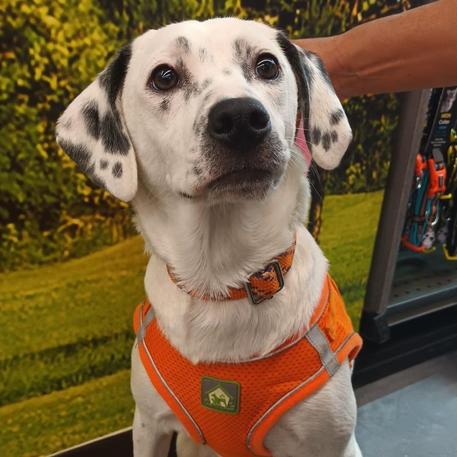 Enlarge Paloma, a ADOPTABLE mixed breed in San Diego, CA image 1/6